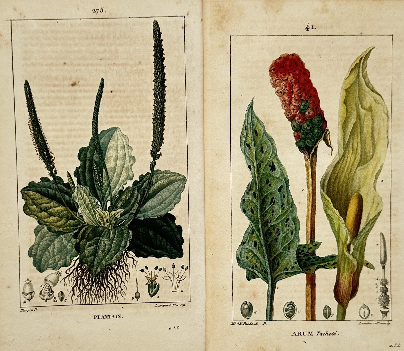 Pierre Jean François Turpin – Set of 2: Plantain and Arum Botanical Studies (1 of 2)