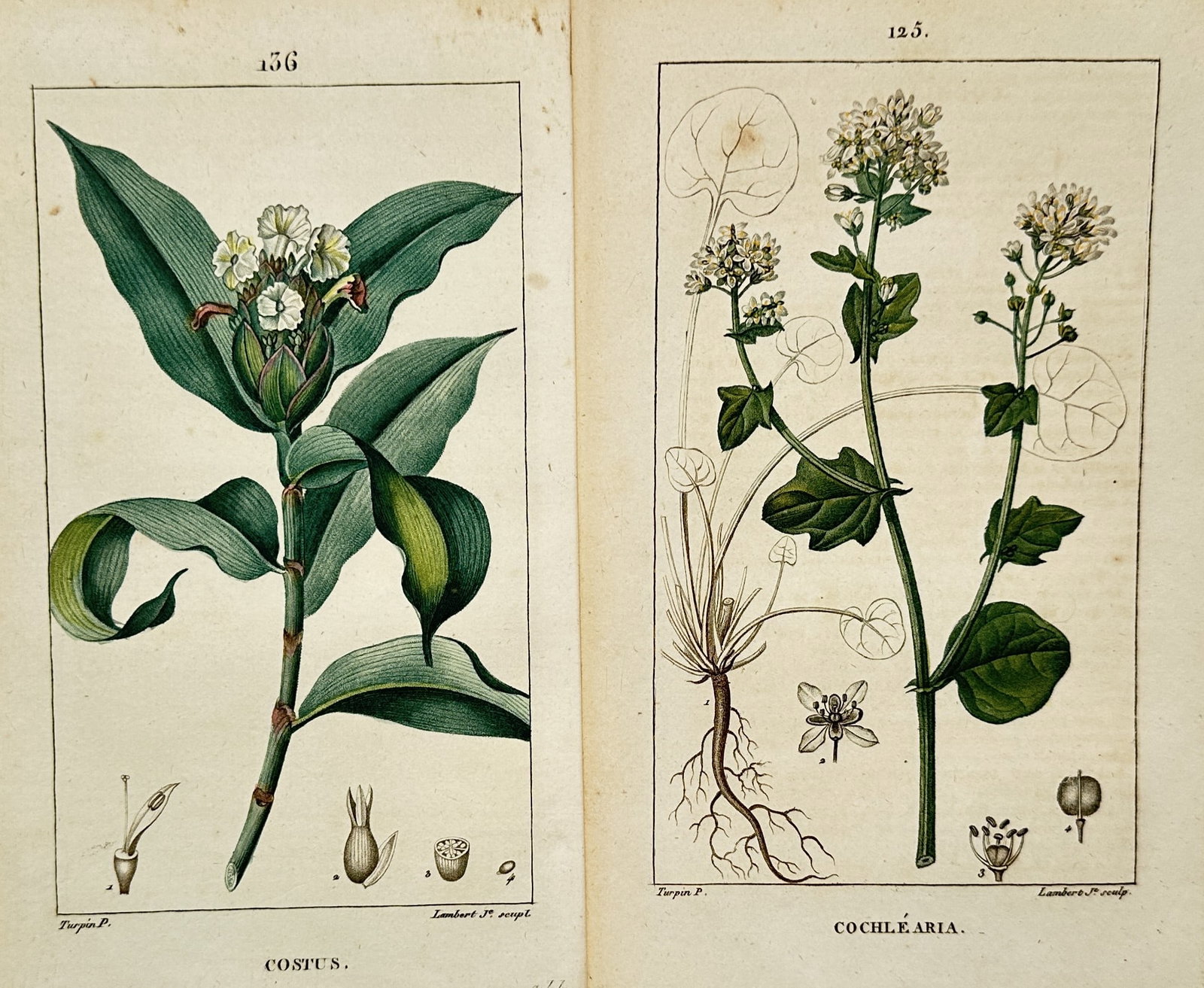 Pierre Jean François Turpin – Set of 2: Costus and Cochlearia Botanical Studies: "Set of 2: Costus and Cochlearia Botanical Studies" presents two distinct herbaceous plants rendered in scientific illustration format with complete morphological structures including root systems wit