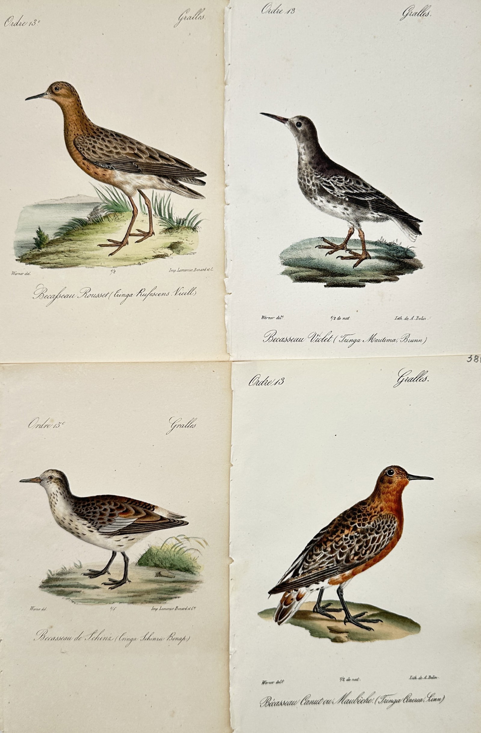 Jean Charles Werner – Set of 4: Comparative Wader and Sandpiper Species – Lithographs: "Set of Four: Comparative Wader and Sandpiper Species" presents four distinct shorebird species rendered in naturalistic profile poses positioned upon minimal ground planes with sparse vegetation, dis