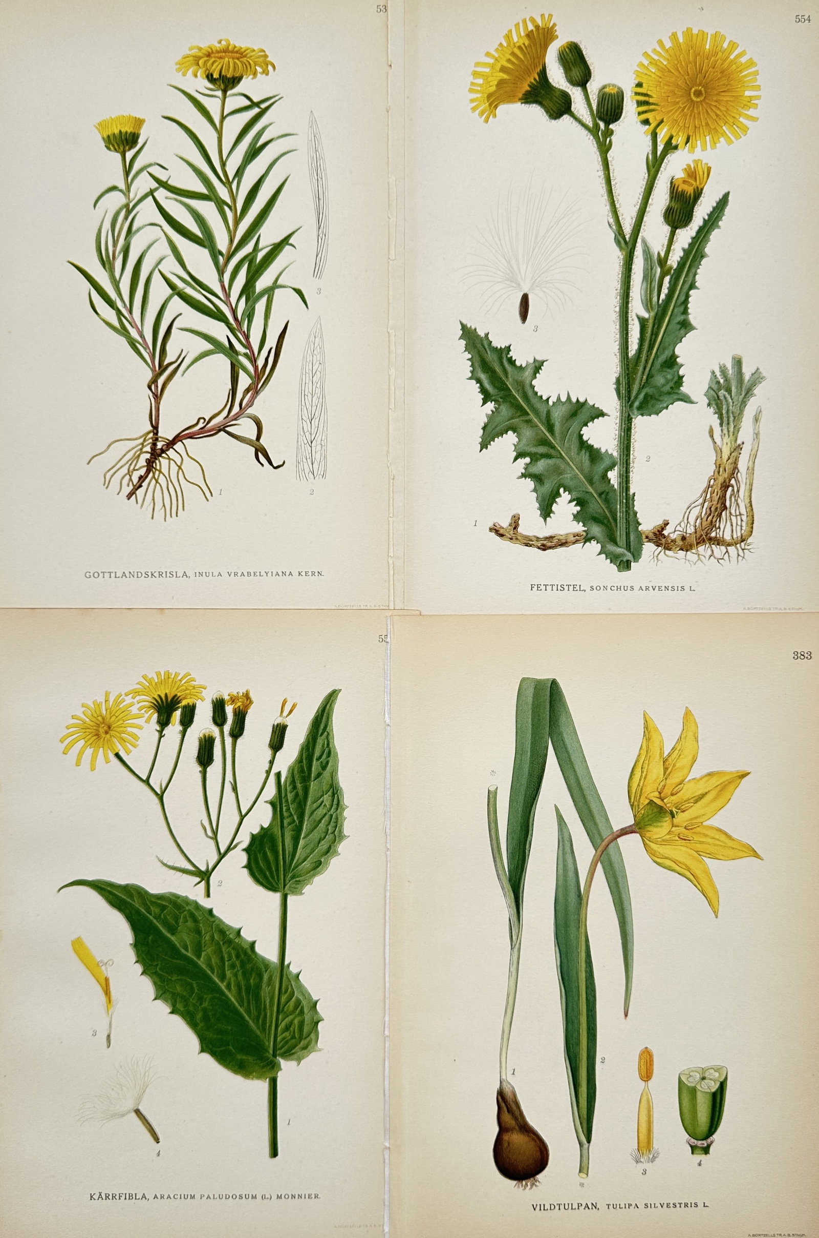 Carl Lindman – Set of 4: Nordic Alpine and Meadow Flowering Plants – Lithographs (20th Century): "Set of Four: Nordic Alpine and Meadow Flowering Plants" presents four distinct herbaceous flowering species rendered in botanical illustration format with complete morphological structures including 