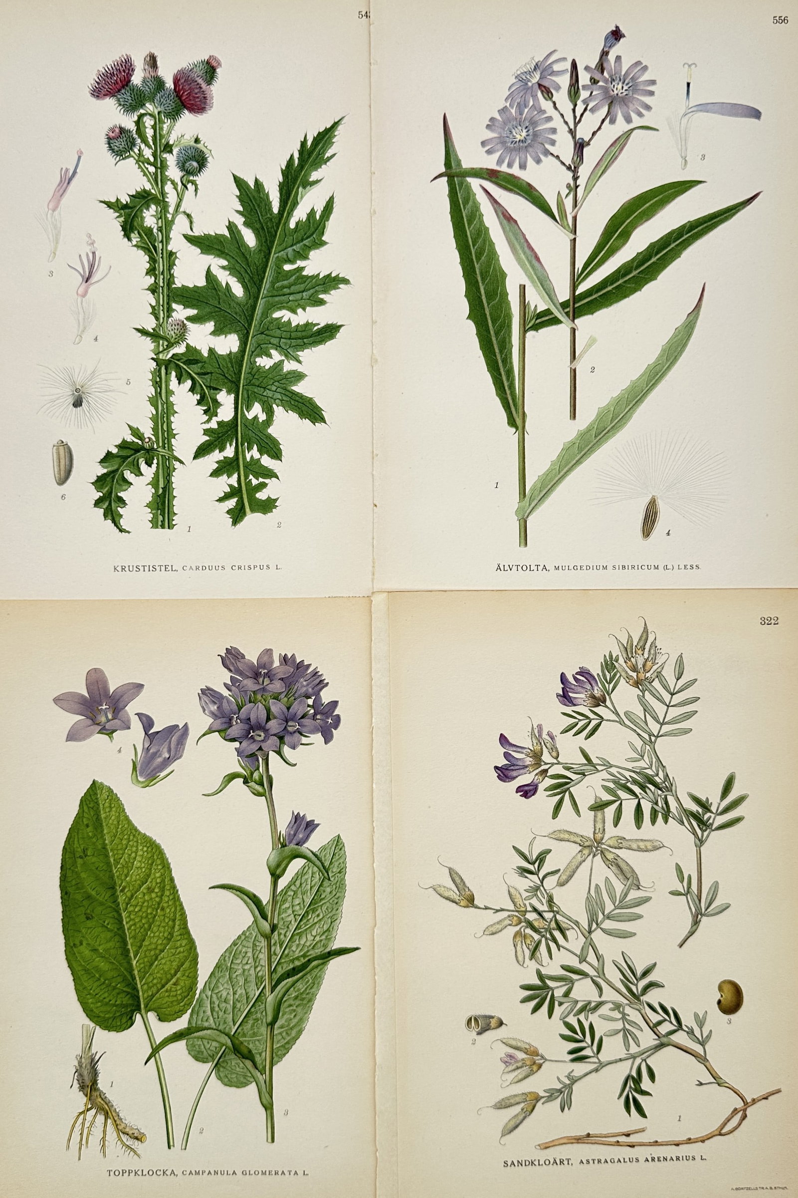 Carl Lindman – Set of 4: Thistle, Aster, Bellflower, and Sanddart Botanical Studies –: "Set of Four: Thistle, Aster, Bellflower, and Sanddart Botanical Studies" presents four distinct herbaceous flowering species rendered in botanical illustration format with complete morphological stru