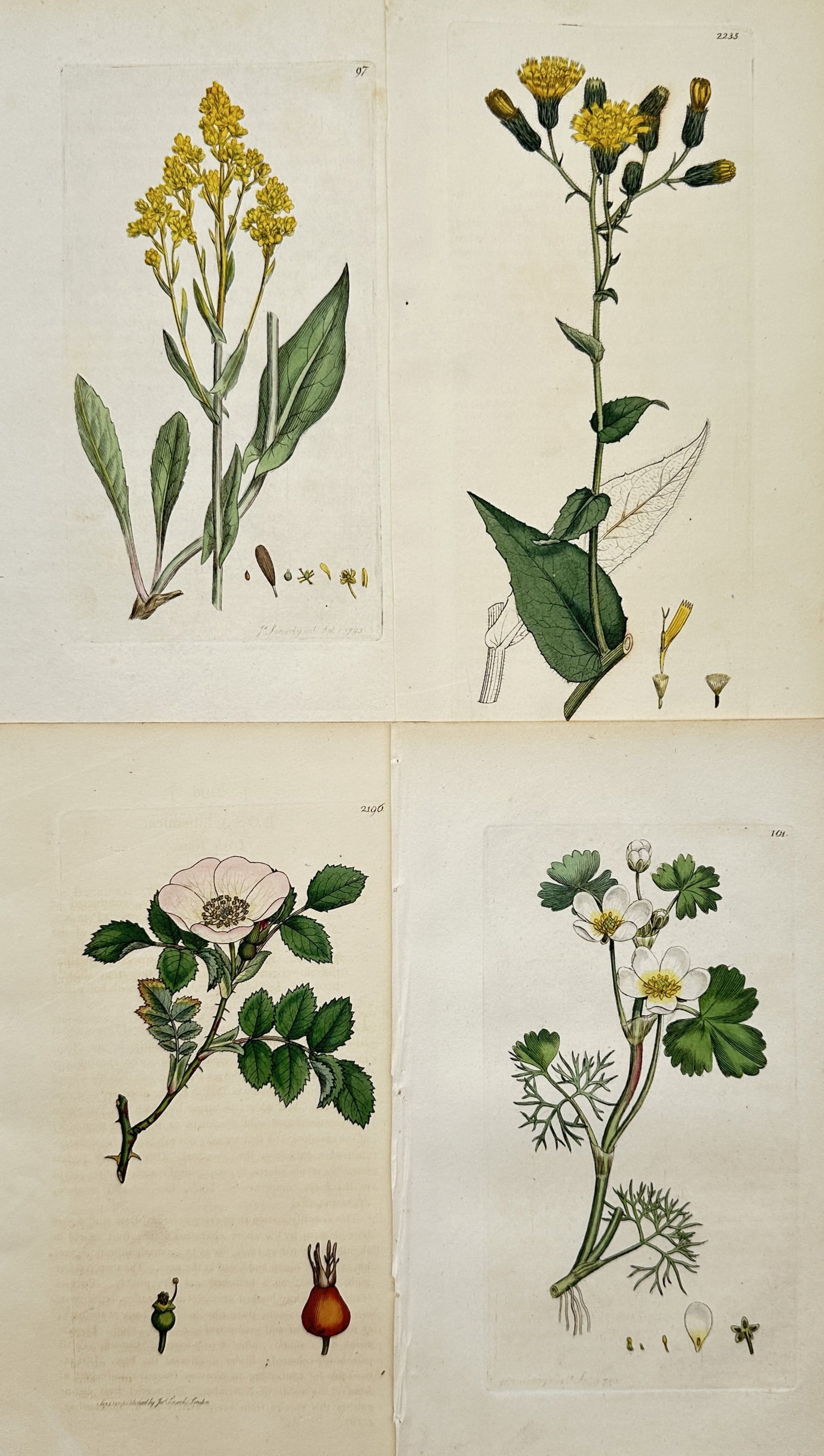 James Sowerby – Set of 4: Mustard, Wallflower, Dog Rose – Hand-Colored Engravings: "Set of Four: Mustard, Wallflower, Dog Rose, and Strawberry Botanical Studies" presents four distinct herbaceous and woody flowering plants rendered in botanical illustration format with complete morp