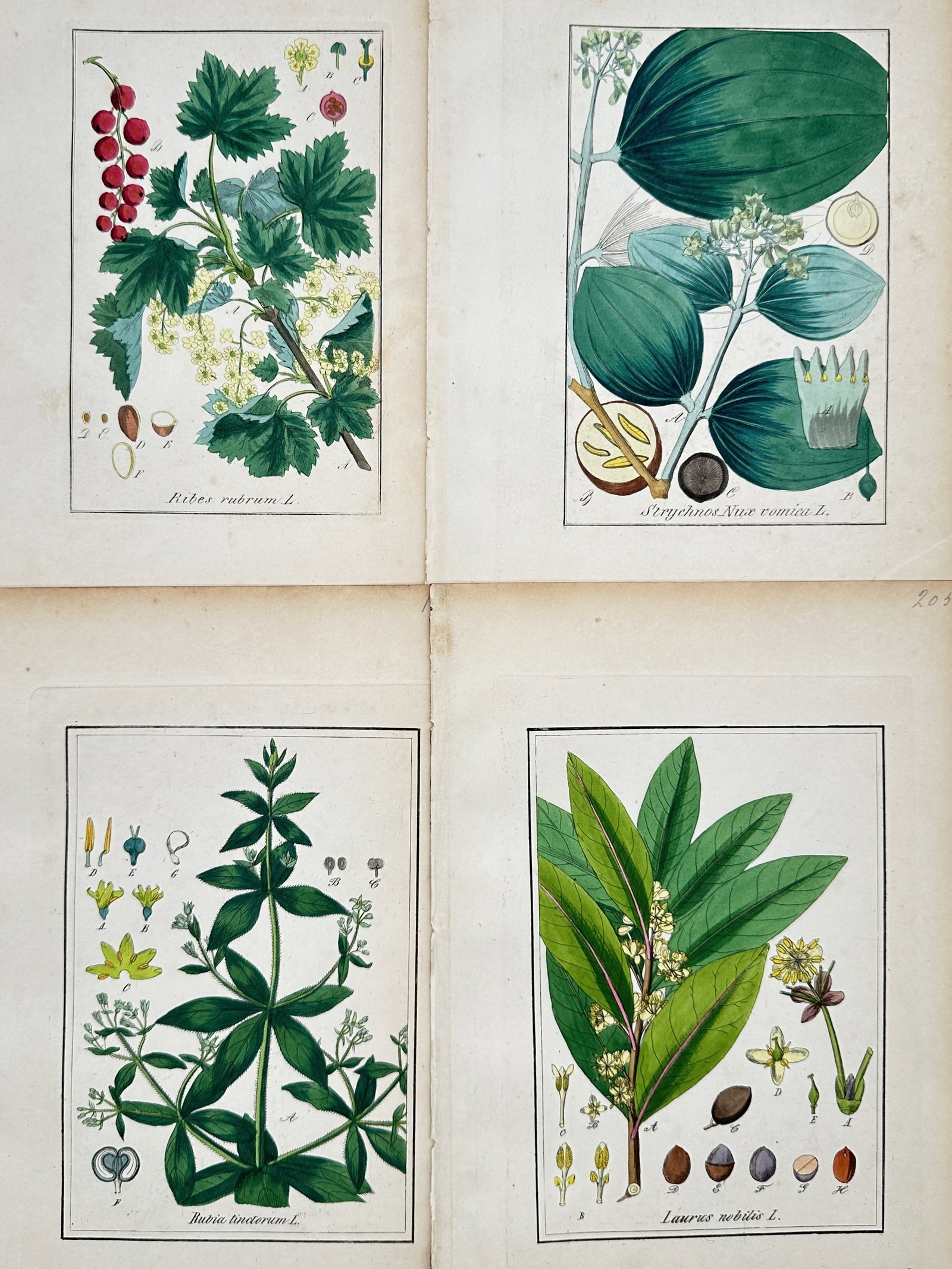 Jacob Sturm – Set of 4: Redcurrant, Streptopus, Woodruff, and Laurel Studies: "Set of Four: Redcurrant, Streptopus, Woodruff, and Laurel Botanical Studies" presents four distinct herbaceous and woody flowering plants rendered in botanical illustration format with complete morph