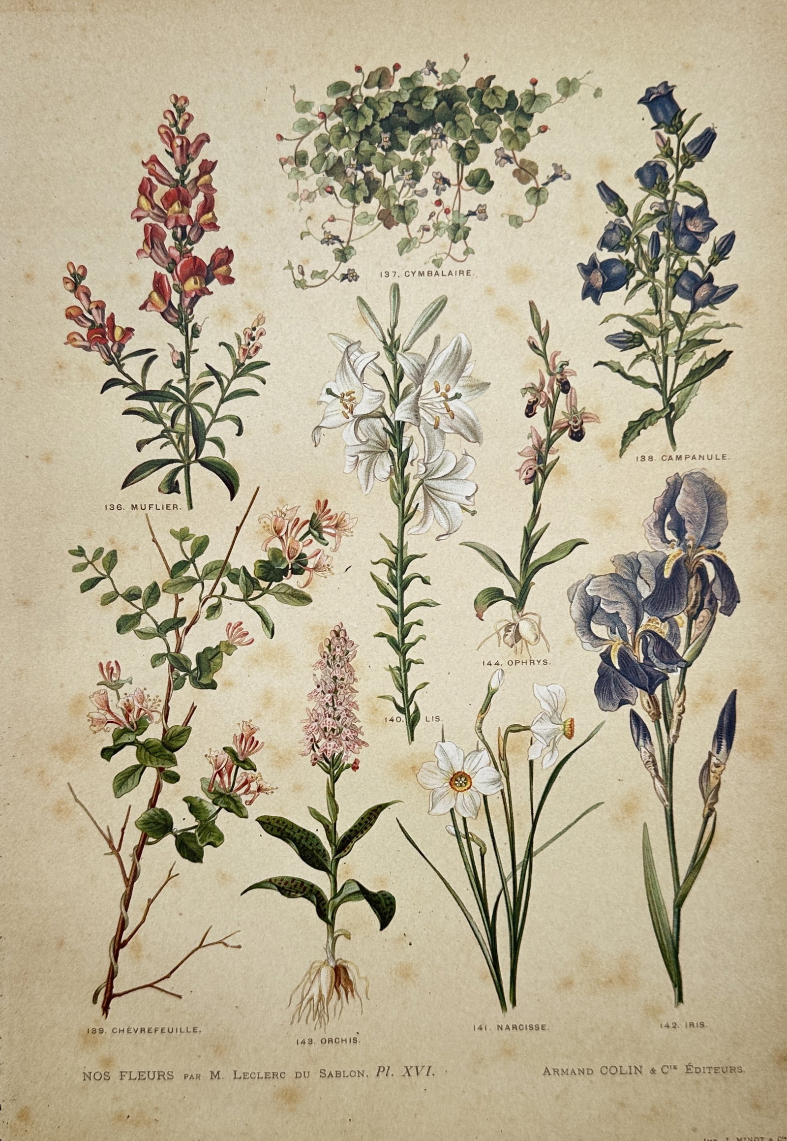 Albert Mathieu Leclerc du Sablon – Snapdragon, Lily, Iris, and Flowering Garden Plants –: "Snapdragon, Lily, Iris, and Flowering Garden Plants" presents a colorful botanical study of various garden and wild floral specimens including snapdragon, lily, iris, honeysuckle, and orchid. The pri
