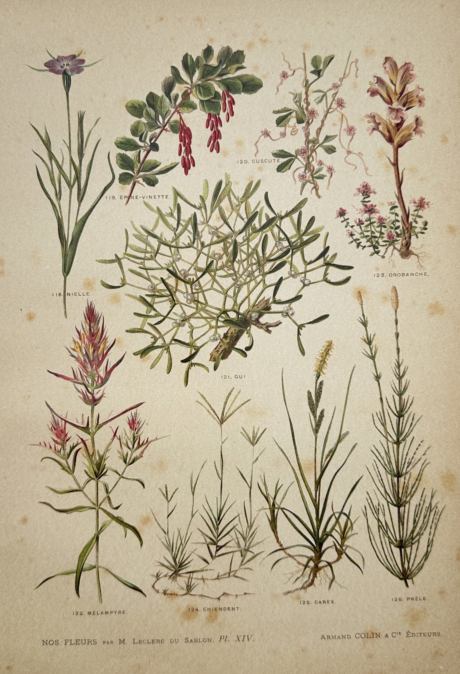 Albert Mathieu Leclerc du Sablon – Barberry, Mistletoe, Horsetail, and Wild Parasitic Plants: "Barberry, Mistletoe, Horsetail, and Wild Parasitic Plants" presents a detailed botanical collection featuring various wild species including barberry, mistletoe, horsetail, dodder, and cow-wheat. The