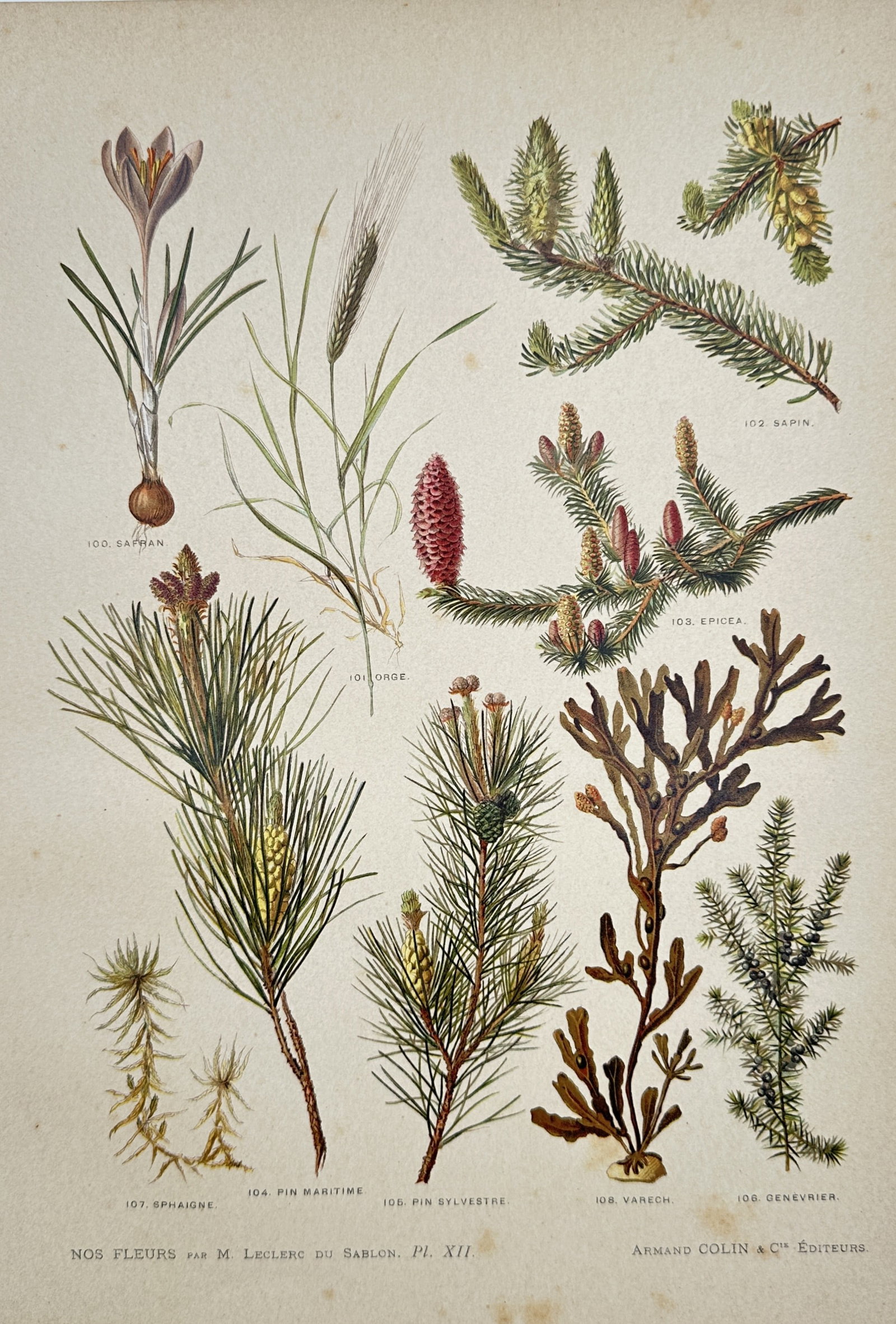 Albert Mathieu Leclerc du Sablon – Saffron, Pines, Fir, and Algae – Lithograph (1895) (1 of 2)