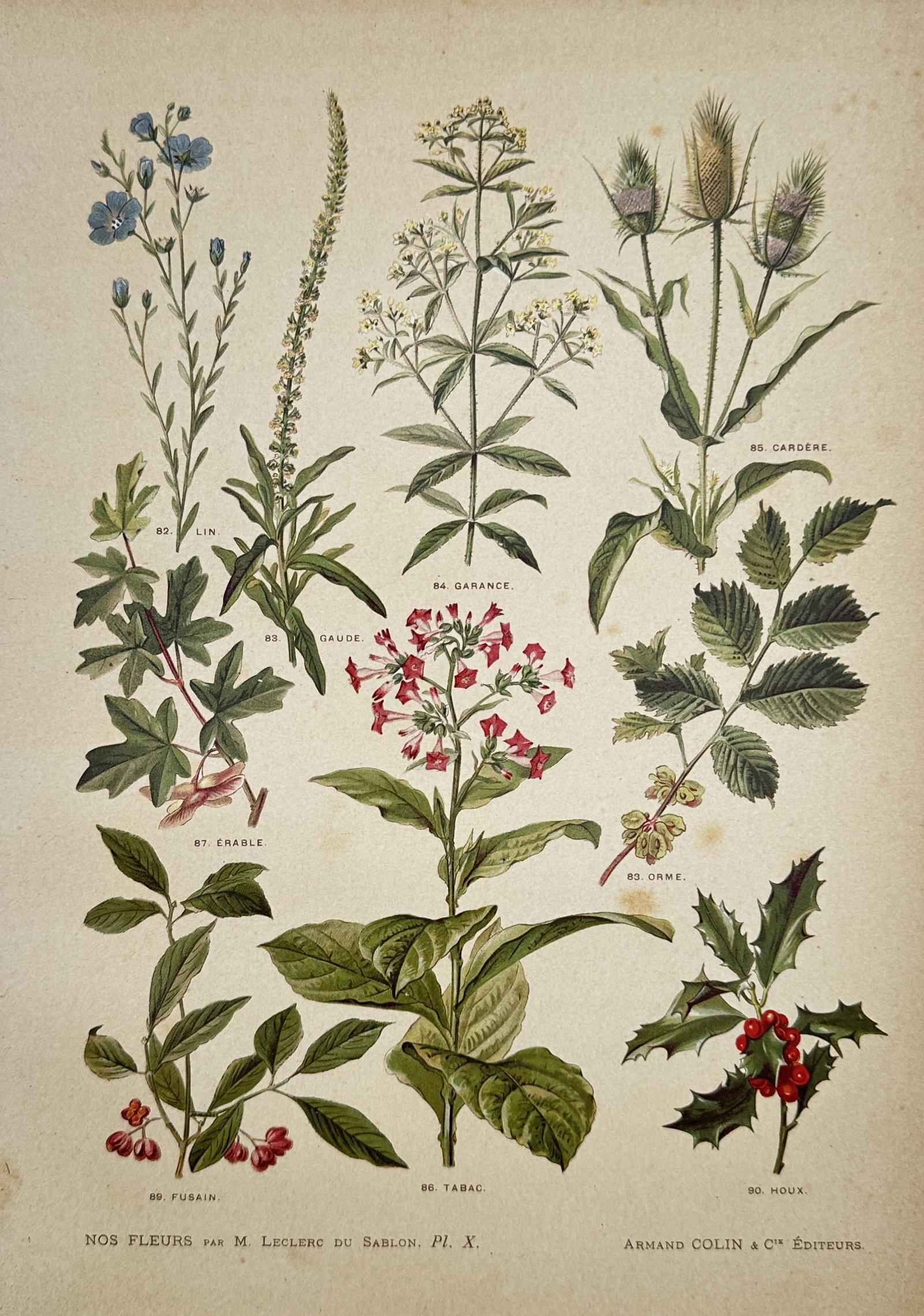 Albert Mathieu Leclerc du Sablon – Flax, Tobacco, Teasel, and Holly – Lithograph (1895) (1 of 2)