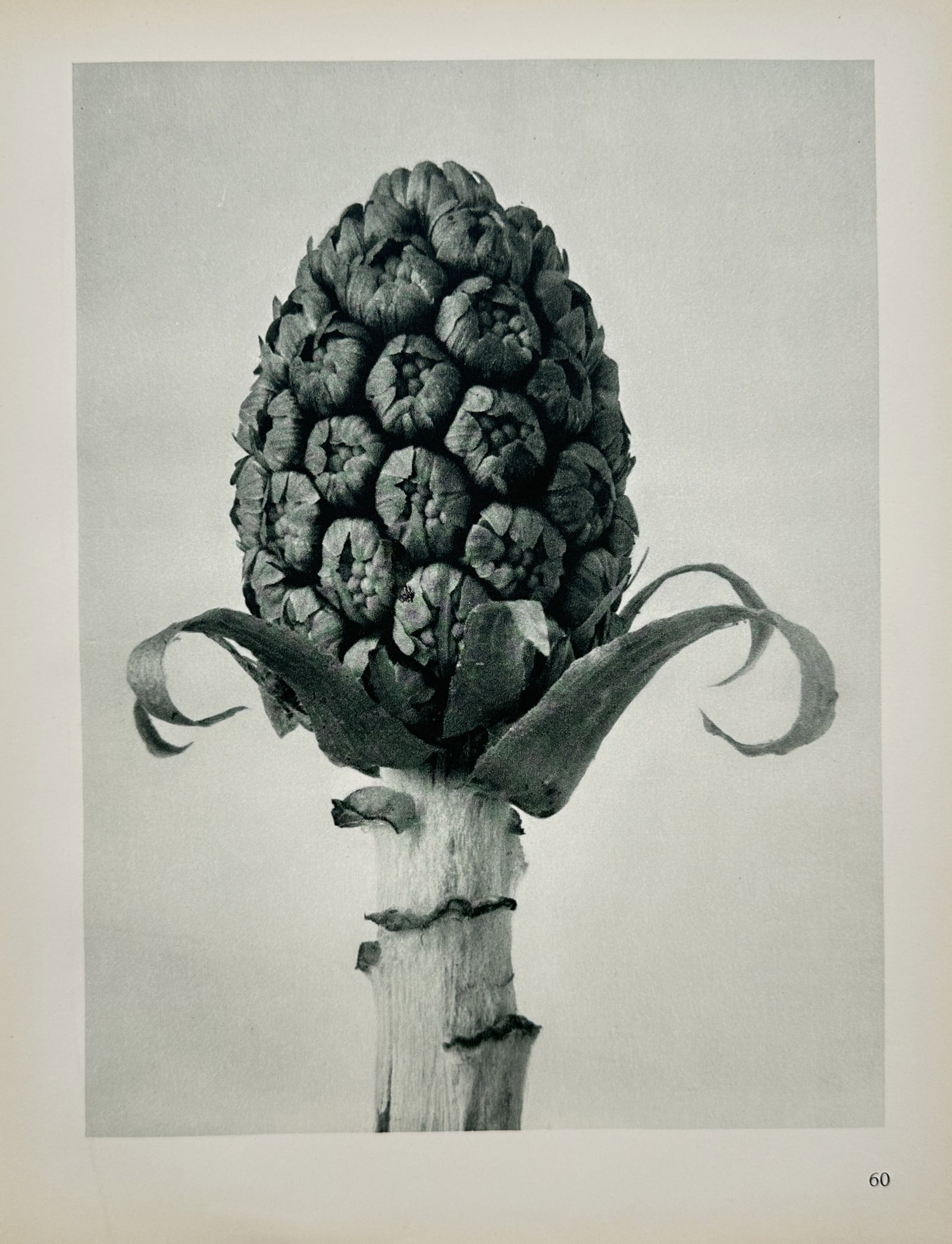 Karl Blossfeldt – Botanical Forms – Offset print (20th Century) (1 of 2)