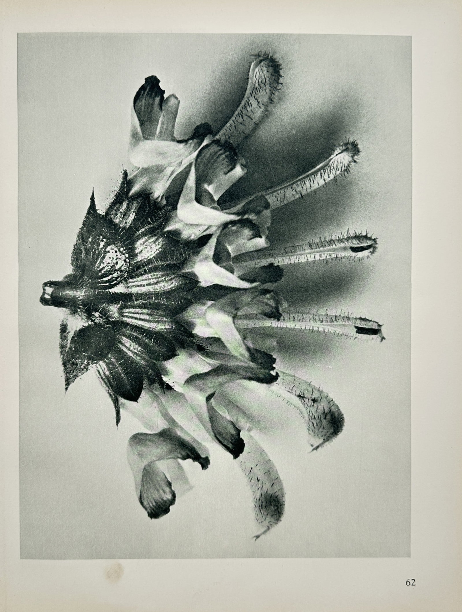 Karl Blossfeldt – Floral Structure of Salvia – Offset print (20th Century): "Floral Structure of Salvia" presents a macro photographic study highlighting the crown-like arrangement and tactile details of blooming salvia flowers. The print illustrates the organic architectural