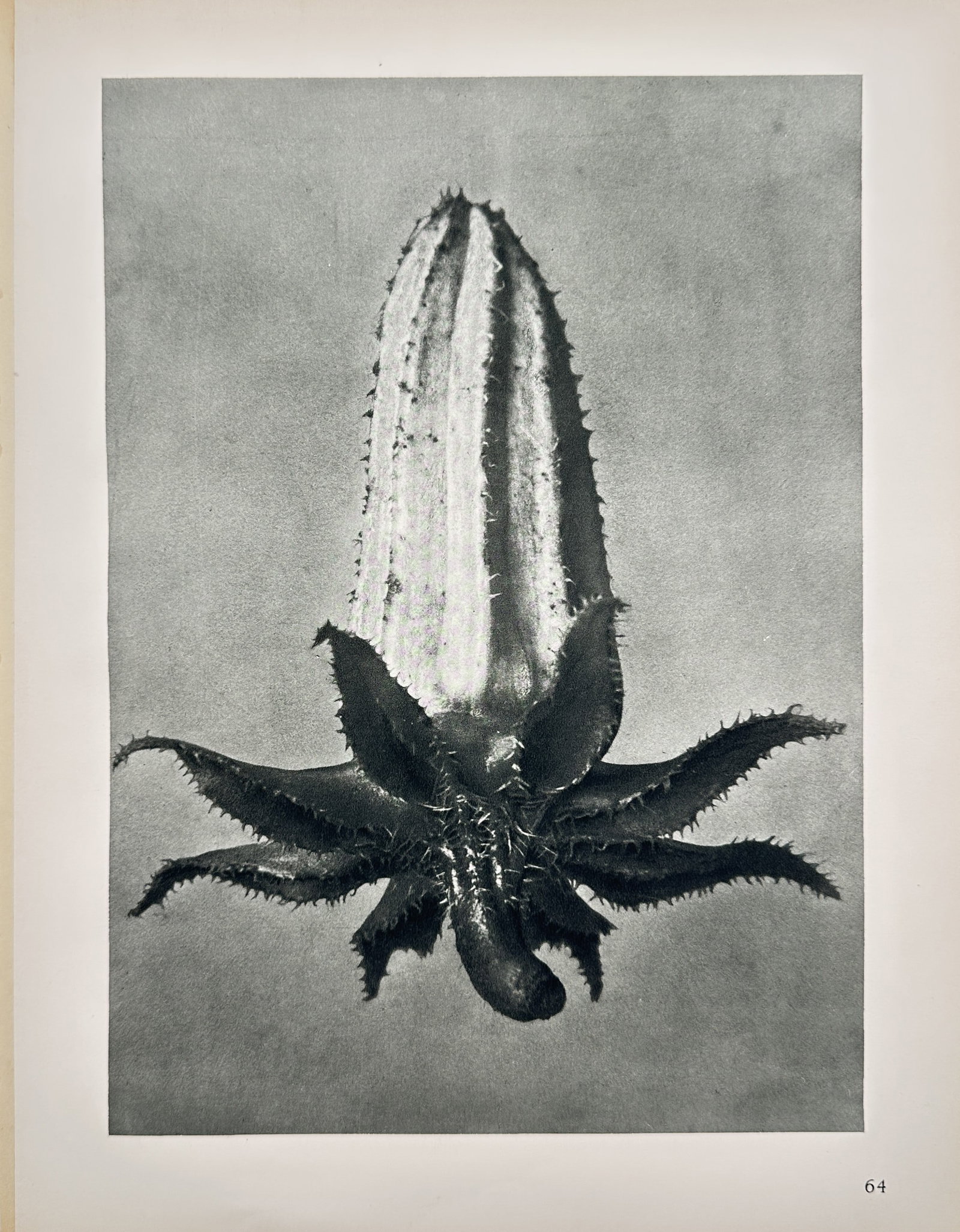 Karl Blossfeldt – Seed Capsule of Campanula – Offset print (20th Century): "Seed Capsule of Campanula" presents a magnified photographic study showcasing the sculptural form, ribbed texture, and star-like sepal structure of a botanical seed pod. The print illustrates the inh