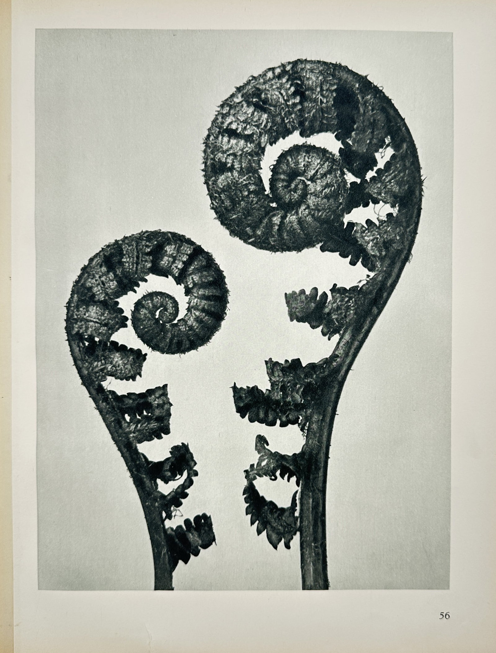 Karl Blossfeldt – Young Fronds of Ostrich Fern – Offset print (20th Century) (1 of 2)