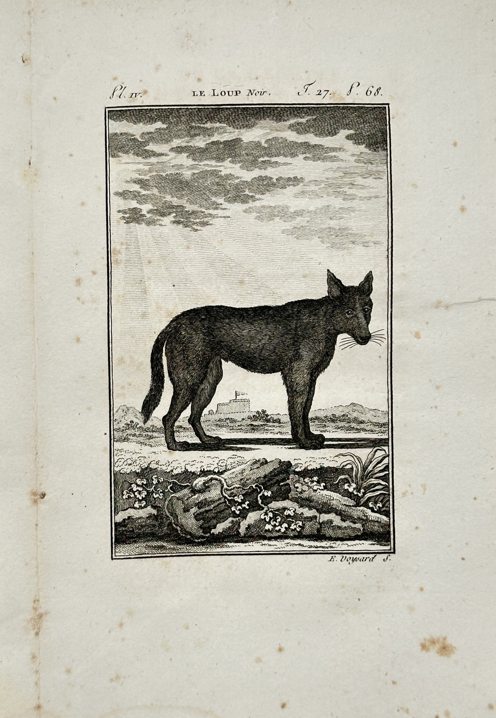 Georges-Louis Leclerc de Buffon – Black Wolf – Engraving (18th Century): "Black Wolf" presents a zoological study depicting a black wolf standing in a natural landscape setting with distant architectural elements under a cloudy sky. The print serves an educational purpose 