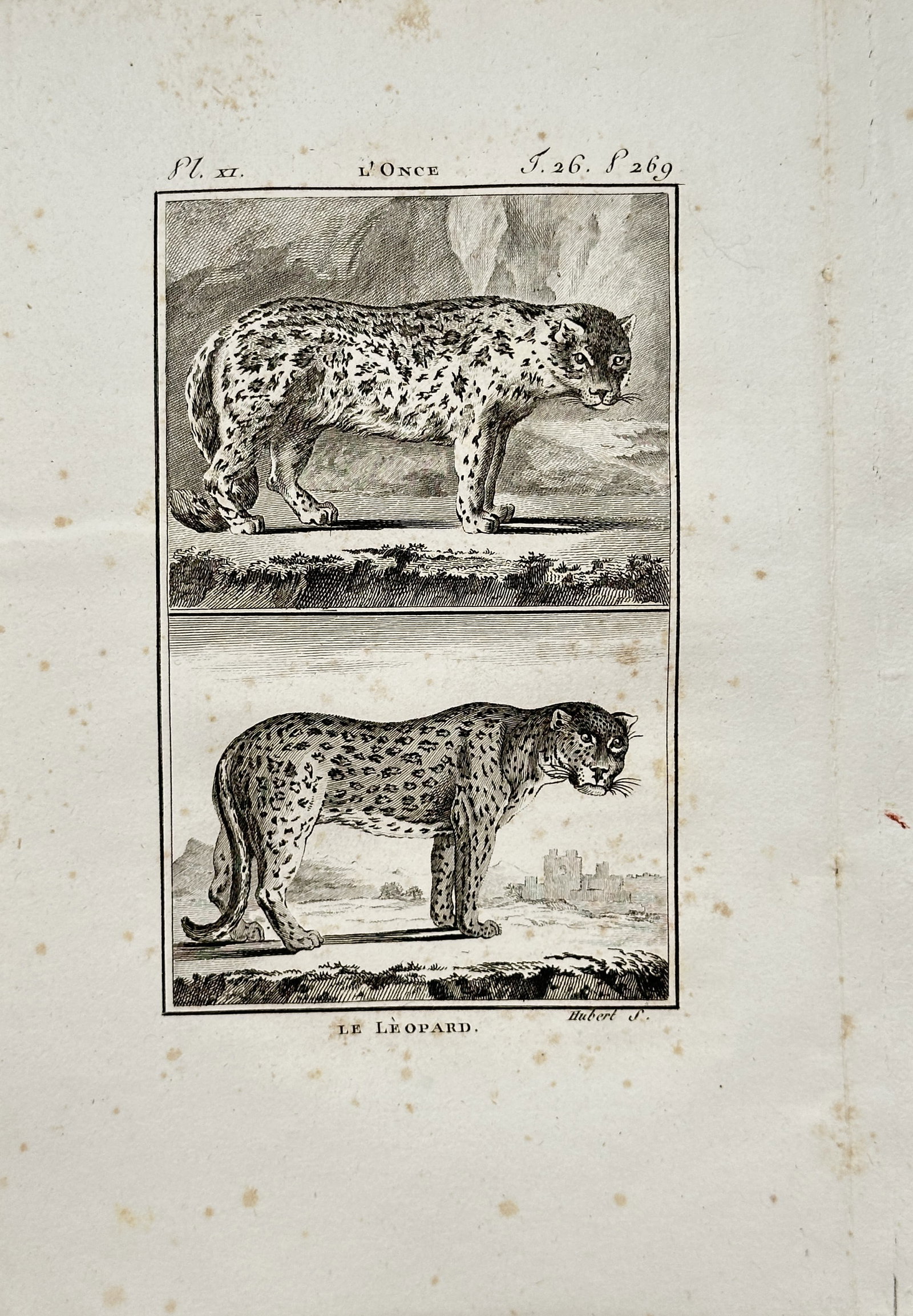Georges-Louis Leclerc de Buffon – Snow Leopard and Leopard – Engraving (18th Century): "Snow Leopard and Leopard" presents a comparative zoological study illustrating spotted big cats in standing profile positions against stylized landscape backgrounds. The print serves an educational p
