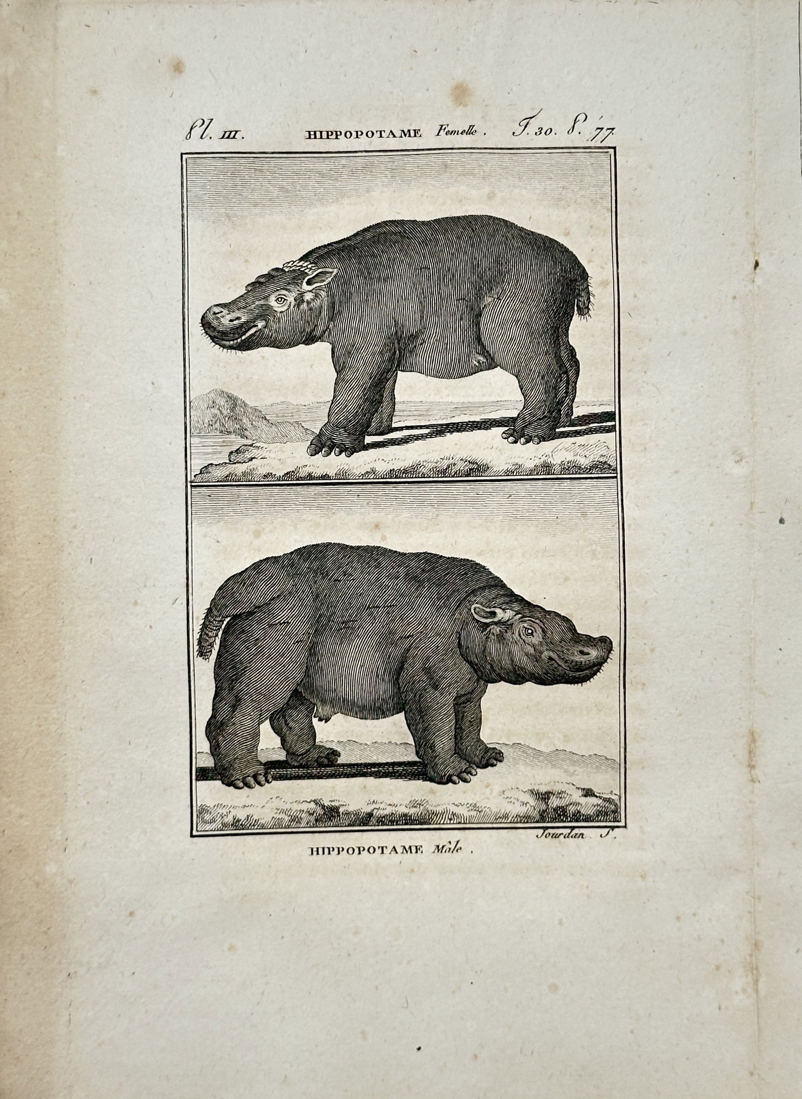 Georges-Louis Leclerc de Buffon – Female and Male Hippopotamus – Engraving (18th Century) (1 of 2)