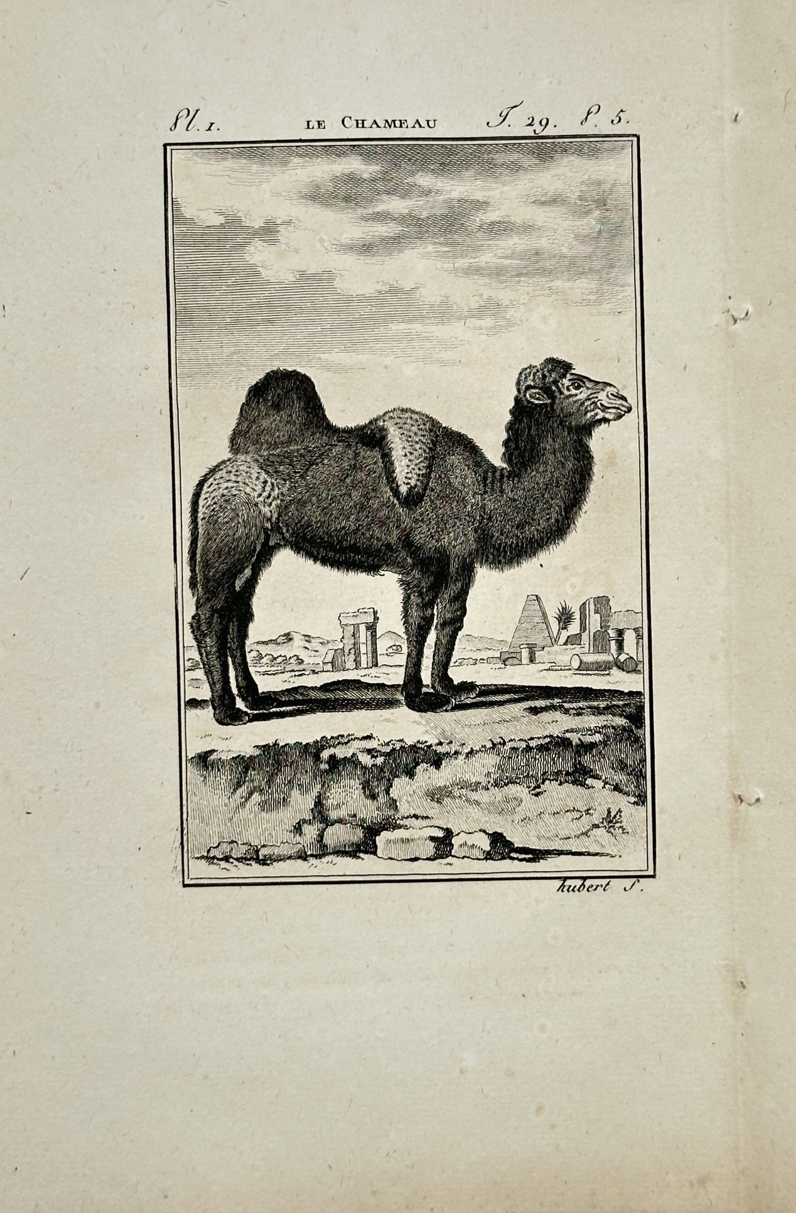 Georges-Louis Leclerc de Buffon – Camel – Engraving (18th Century): "Camel" presents a zoological study depicting a camel standing in profile within an arid landscape featuring distant ancient ruins and palm trees. The print serves an educational purpose illustrating 