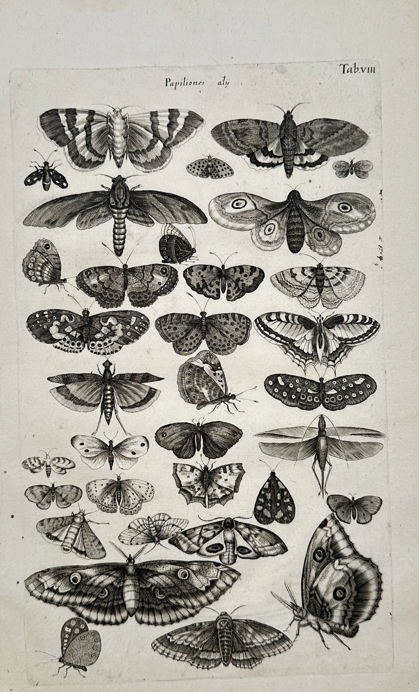 Jan Jonston – Entomological Studies of Butterflies and Insects – Engraving (17th Century) (1 of 2)