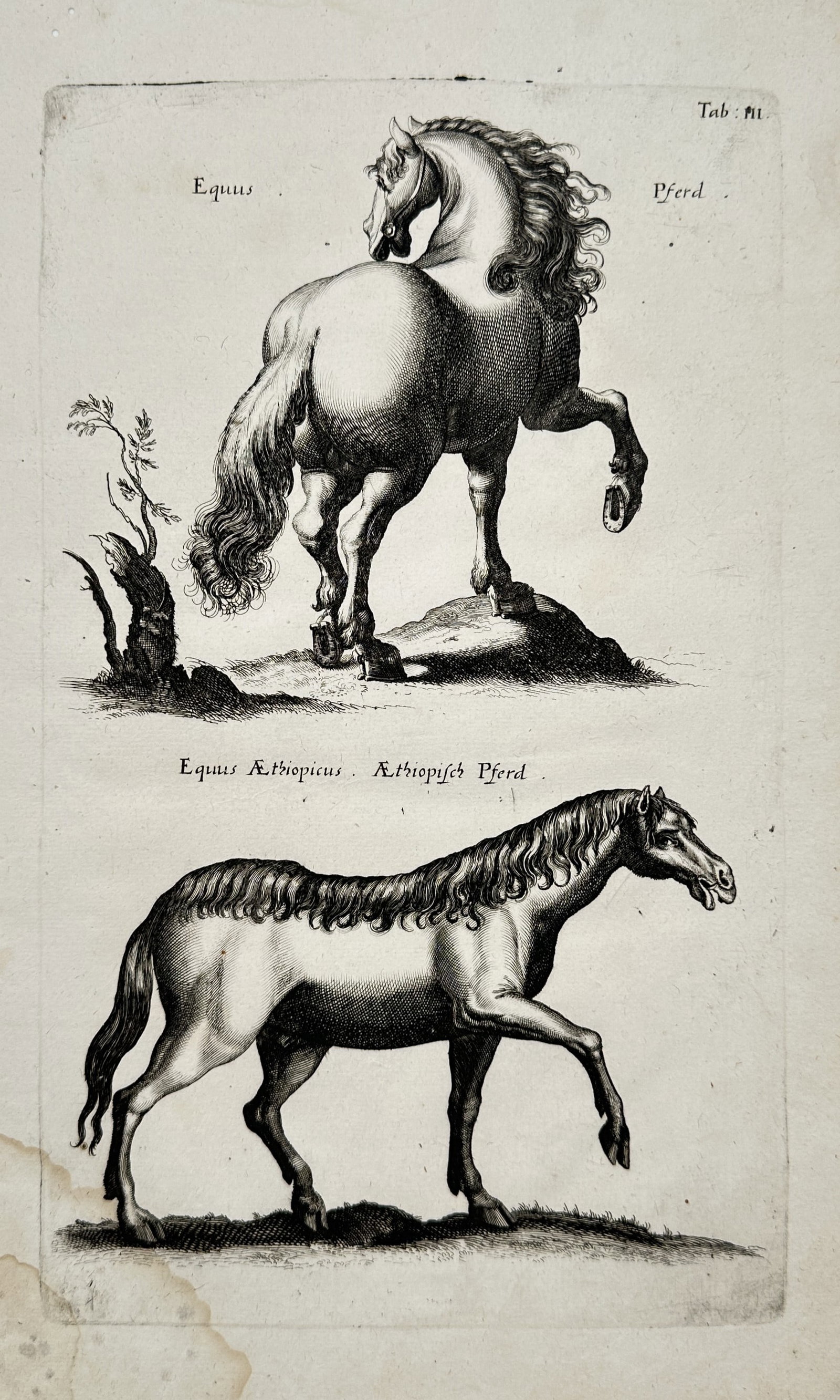 Jan Jonston – Studies of Horses – Engraving (17th Century) (1 of 2)