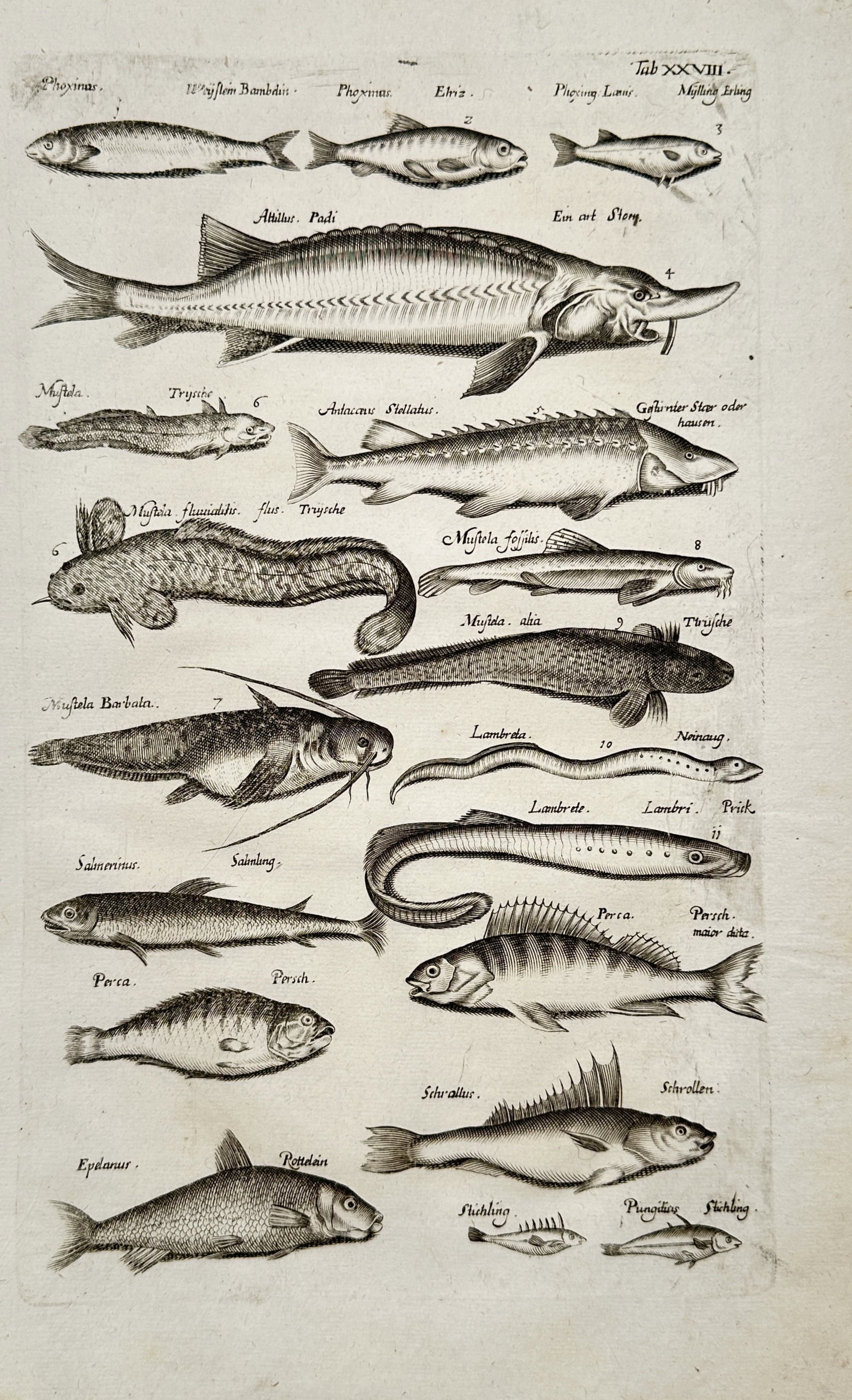 Jan Jonston – Studies of Fish – Engraving (17th Century) (1 of 2)