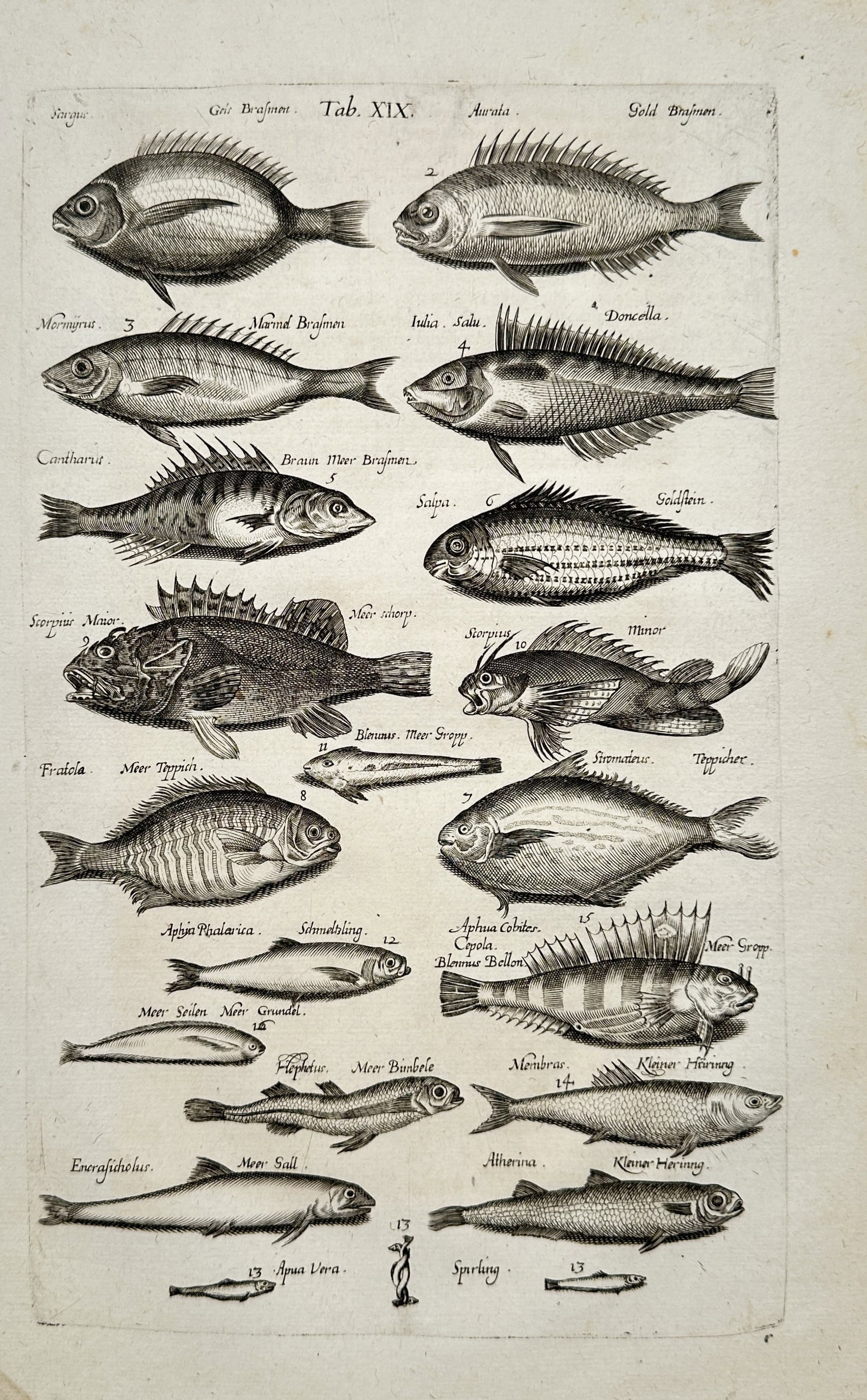 Jan Jonston – Studies of Marine Fish – Engraving (17th Century): "Studies of Marine Fish" presents a scientific plate illustrating various saltwater fish species, including sea breams, scorpionfish, and small schooling species, arranged in detailed anatomical profi