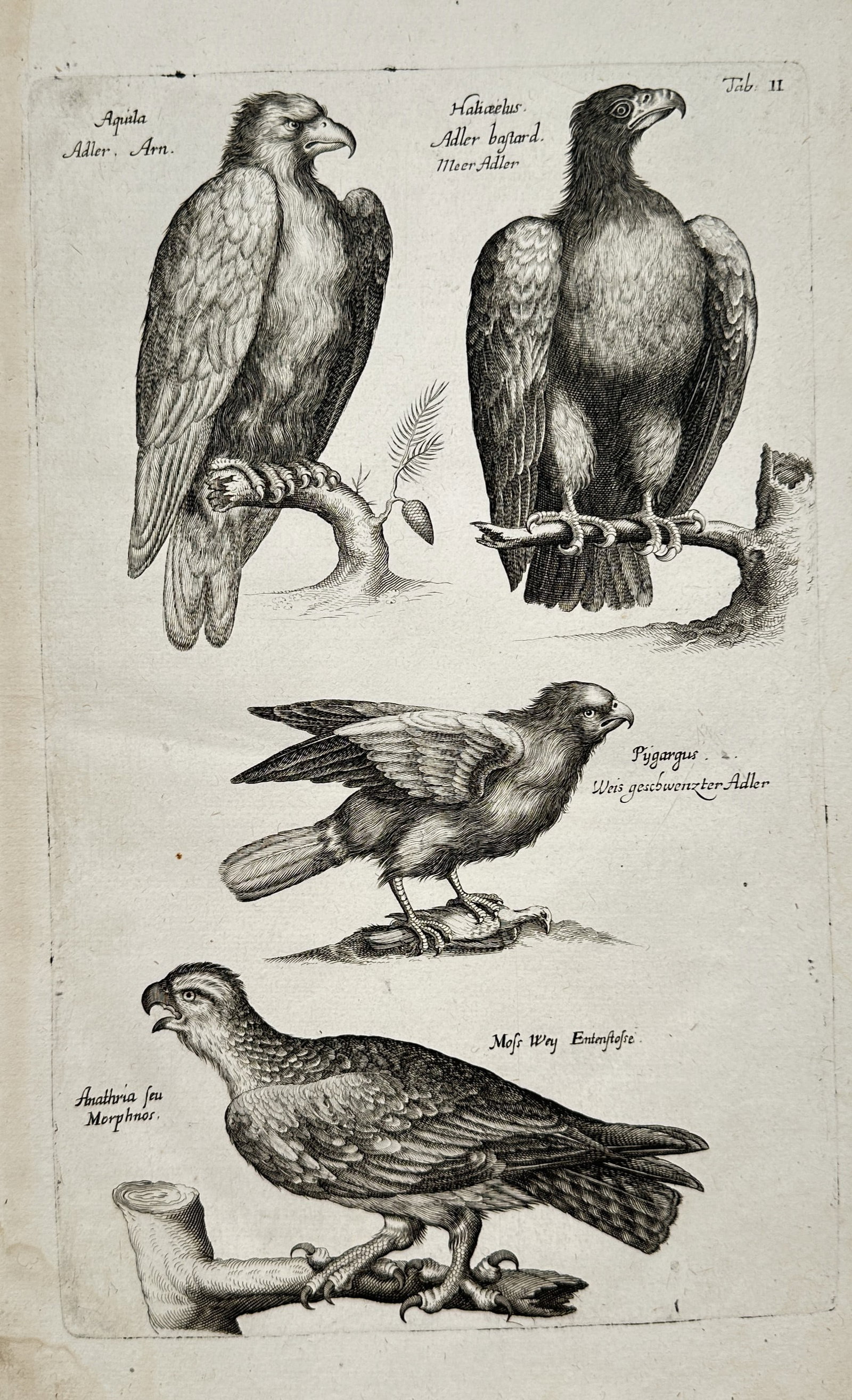 Jan Jonston – Studies of Eagles – Engraving (17th Century) (1 of 2)