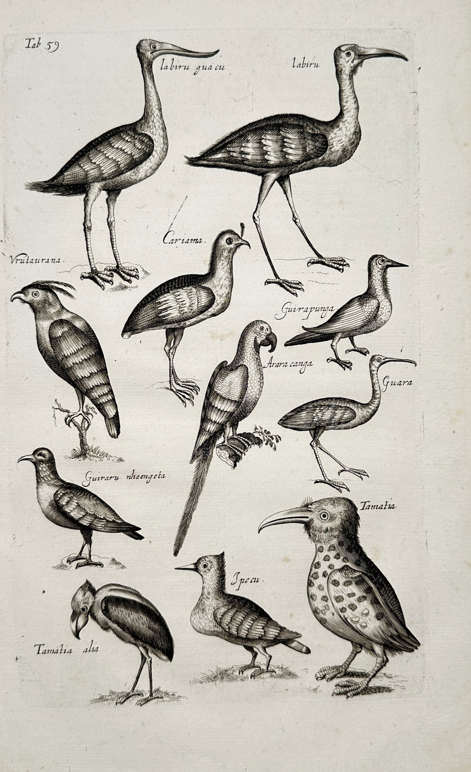 Jan Jonston – Studies of Exotic Birds – Engraving (17th Century): "Studies of Exotic Birds" presents an ornithological plate illustrating various exotic bird species including ibises, storks, parrots, and perching birds depicted in detailed profile views. The print 