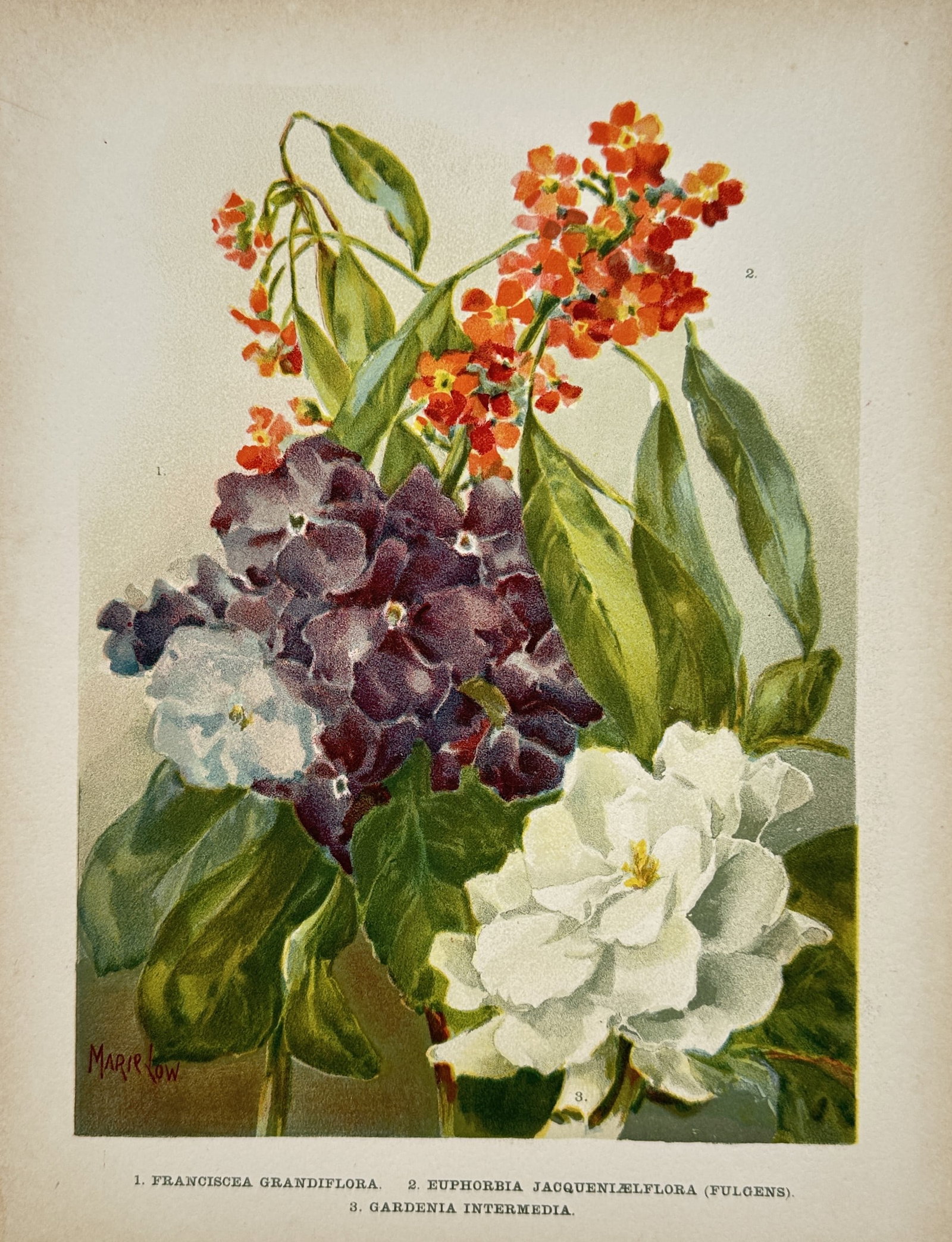 Marie Low – Franciscea Grandiflora, Euphorbia Jacquiniiflora, and Intermedia – Chromolithograph: "Franciscea Grandiflora, Euphorbia Jacquiniiflora, and Gardenia Intermedia" presents a botanical study illustrating vibrant purple franciscea, small orange euphorbia blossoms, and a large white garden