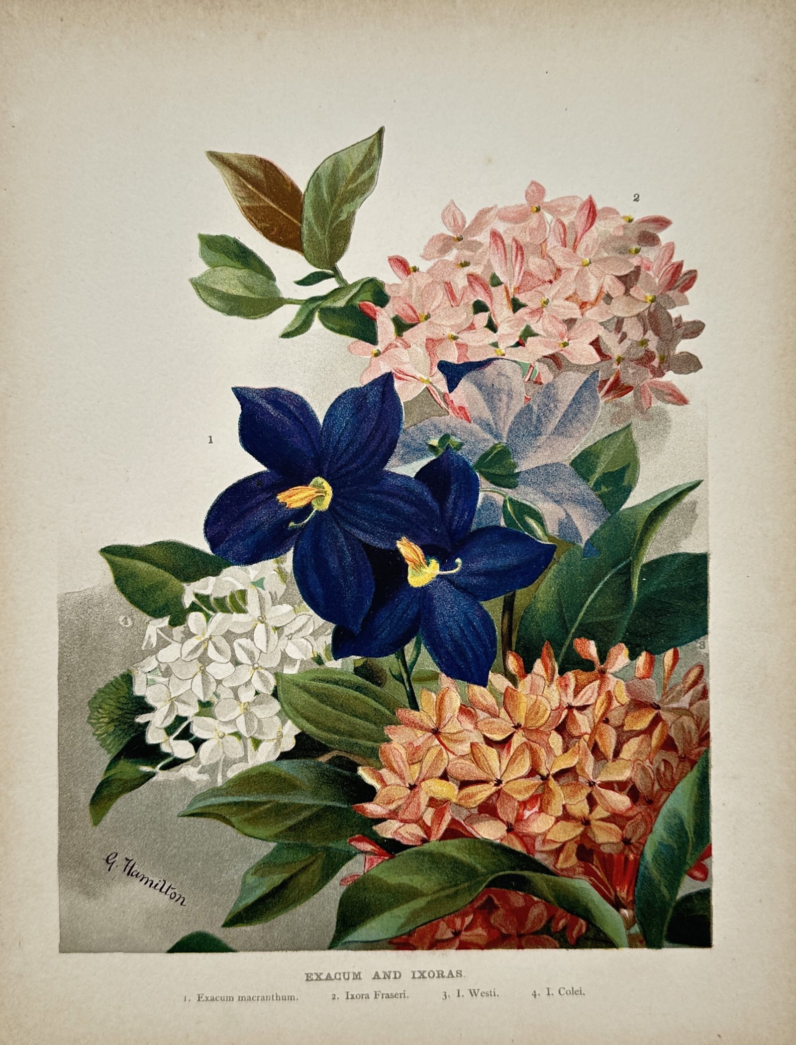 Gustav Hamilton – Exacum and Ixoras – Chromolithograph (19th Century): "Exacum and Ixoras" presents a botanical study illustrating deep blue exacum blossoms alongside vibrant clusters of ixora flowers in shades of pink, orange, and white with lush green foliage. The prin