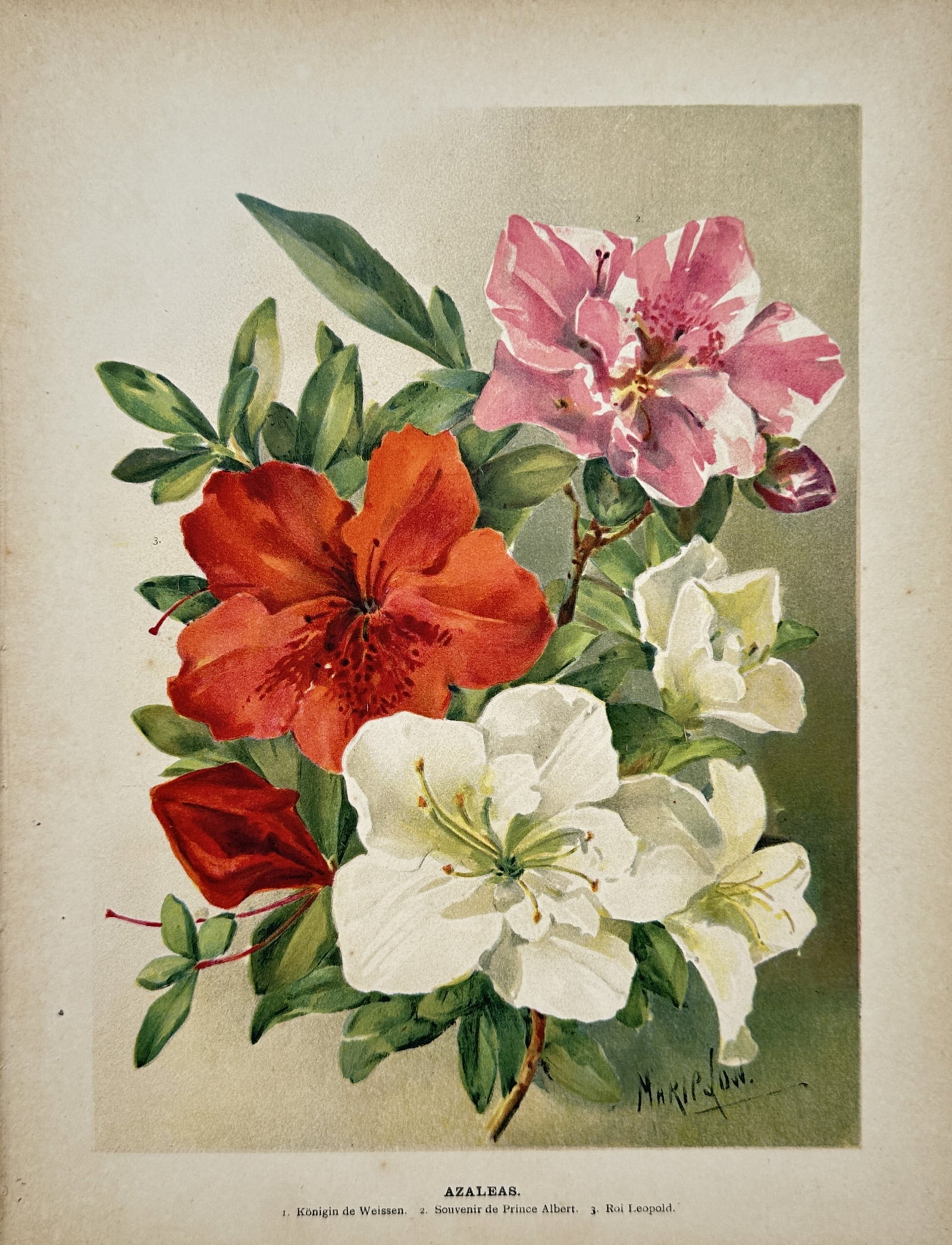 Marie Low – Azaleas – Chromolithograph (19th Century) (1 of 2)