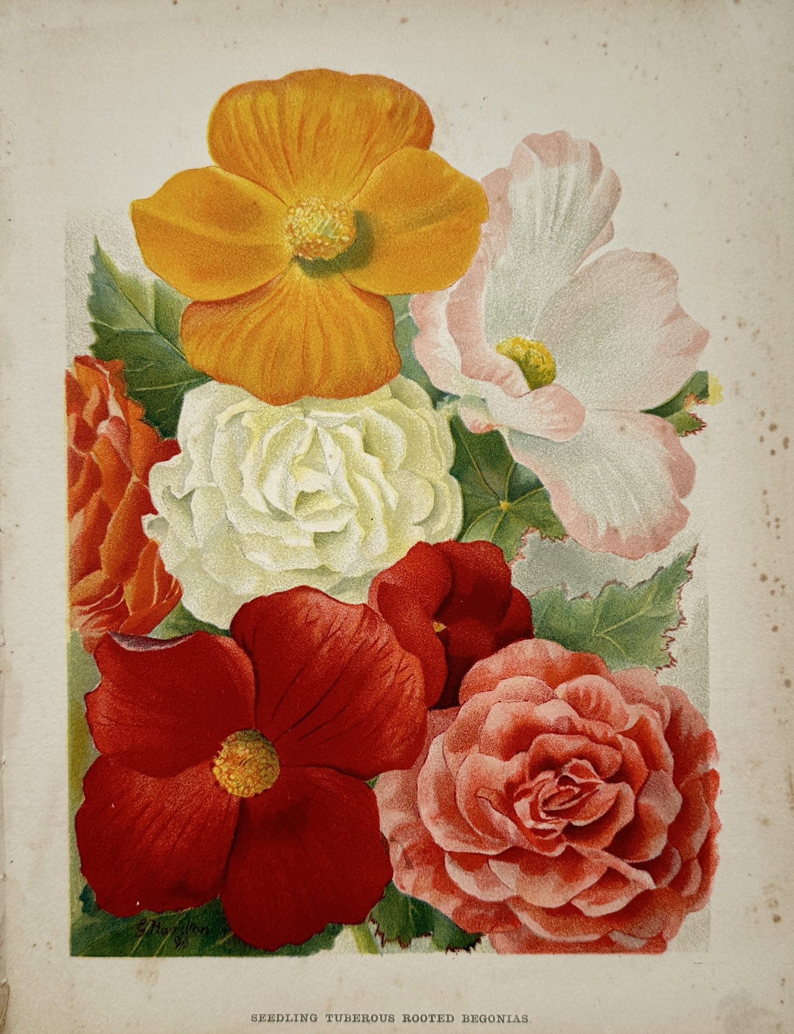 Gustav Hamilton – Seedling Tuberous Rooted Begonias – Chromolithograph (19th Century) (1 of 2)