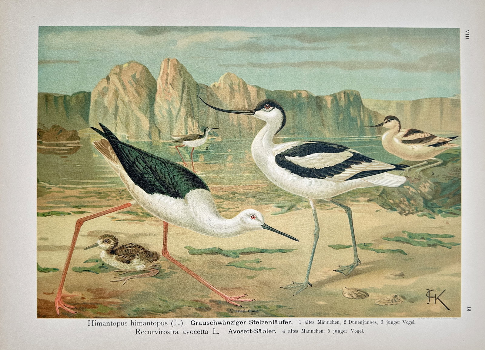 Johann Friedrich Naumann – Black-Winged Stilt and Pied Avocet – Lithograph (19th Century): "Black-Winged Stilt and Pied Avocet" presents an ornithological study illustrating wading shorebirds, including stilts and avocets with their chicks, set against a coastal landscape background. The pr