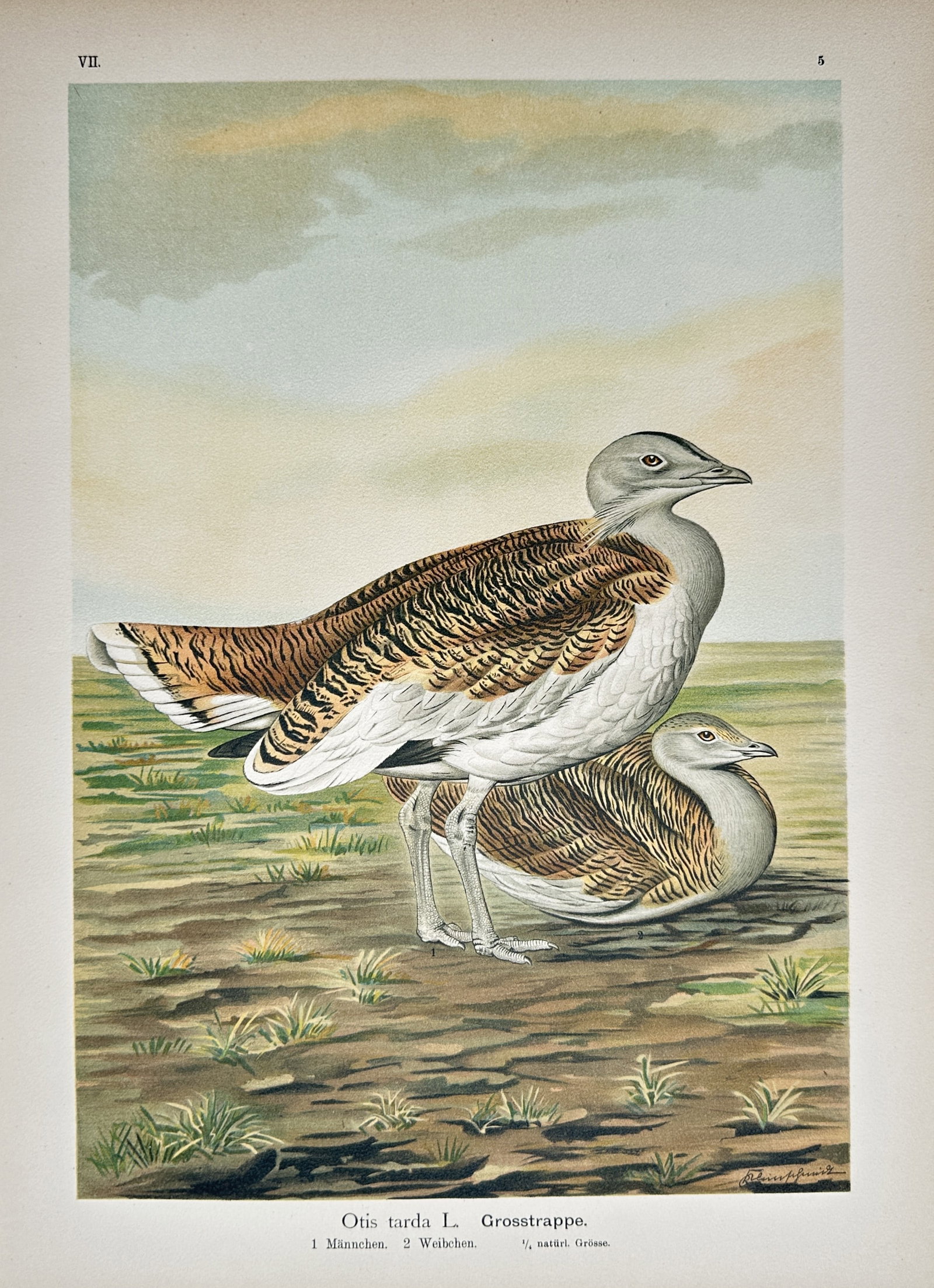 Johann Friedrich Naumann – Great Bustard – Lithograph (19th Century): "Great Bustard" presents an ornithological study illustrating male and female great bustards set against an open grassland landscape under a soft sky. The print serves an educational purpose documenti