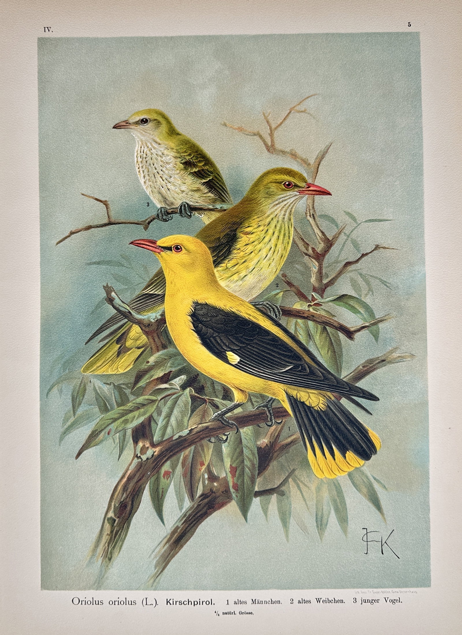 Johann Friedrich Naumann – Eurasian Golden Oriole – Lithograph (19th Century): "Eurasian Golden Oriole" presents an ornithological study illustrating male, female, and juvenile golden orioles perched on leafy tree branches against a soft, muted background. The print serves an ed