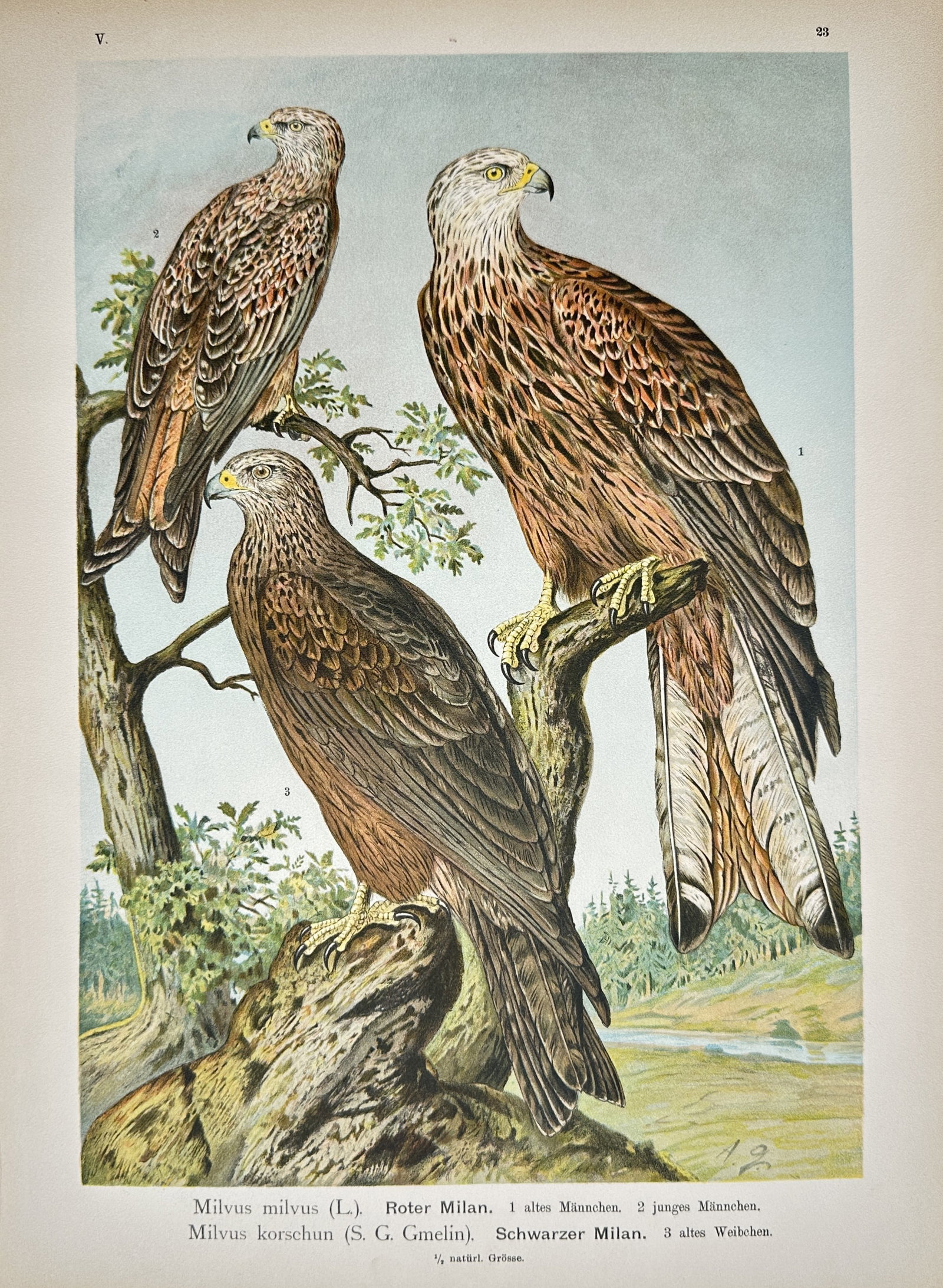 Johann Friedrich Naumann – Red Kite and Black Kite – Lithograph (19th Century): "Red Kite and Black Kite" presents an ornithological study illustrating birds of prey perched on tree branches and rocks against a wooded landscape setting. The print serves an educational purpose doc