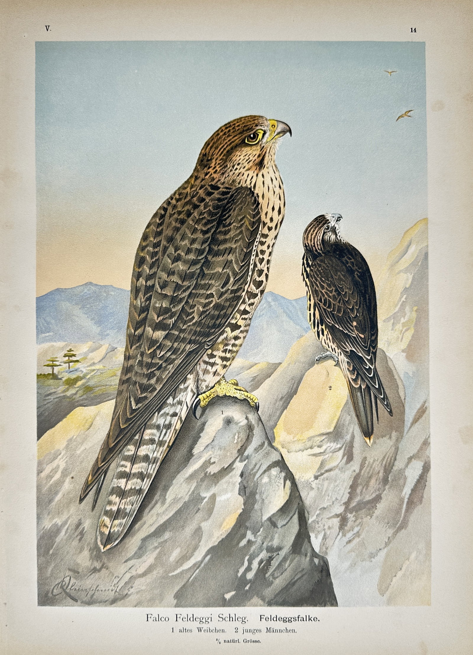 Johann Friedrich Naumann – Lanner Falcon – Lithograph (19th Century) (1 of 2)