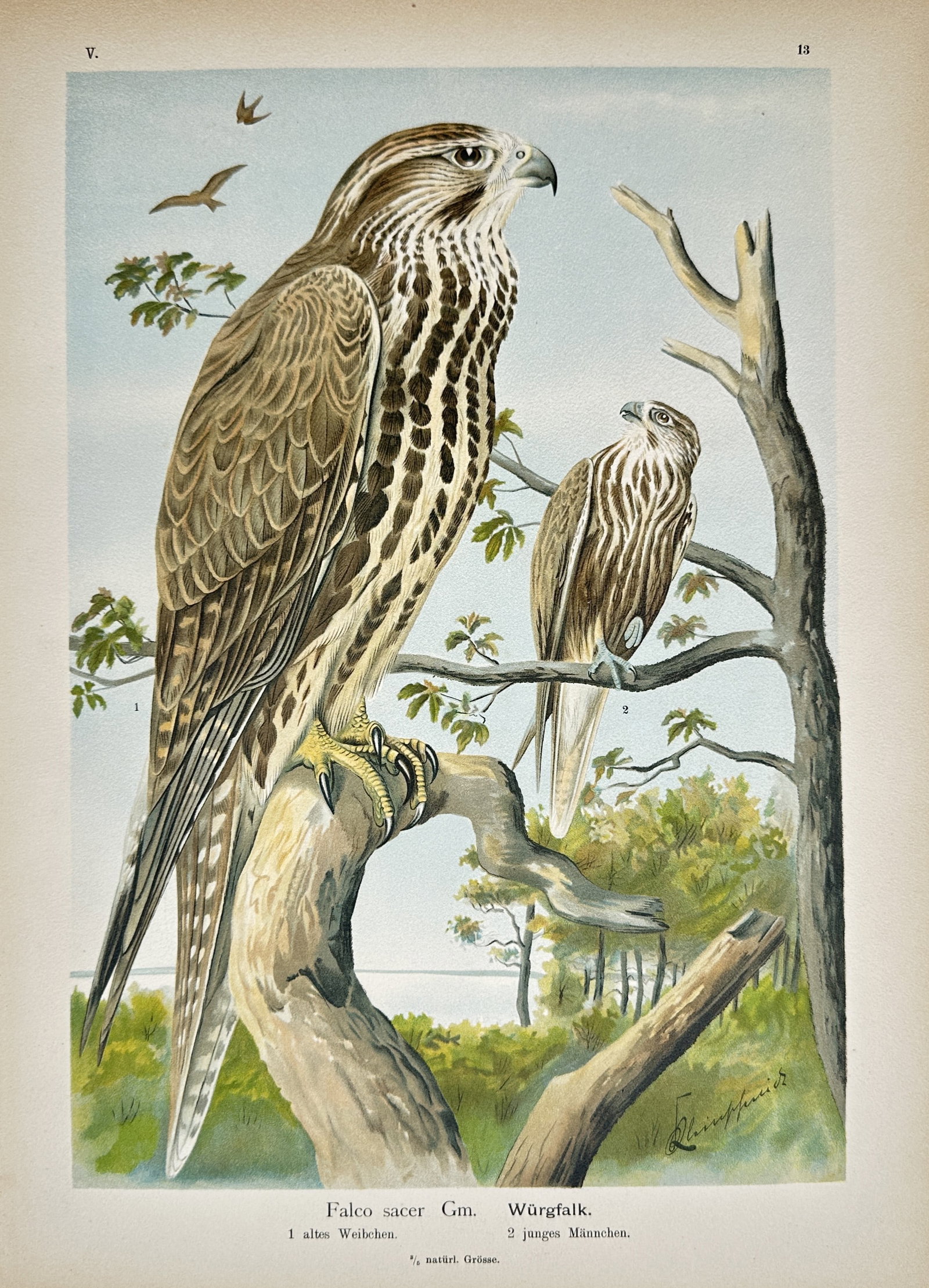 Johann Friedrich Naumann – Saker Falcon – Lithograph (19th Century) (1 of 2)