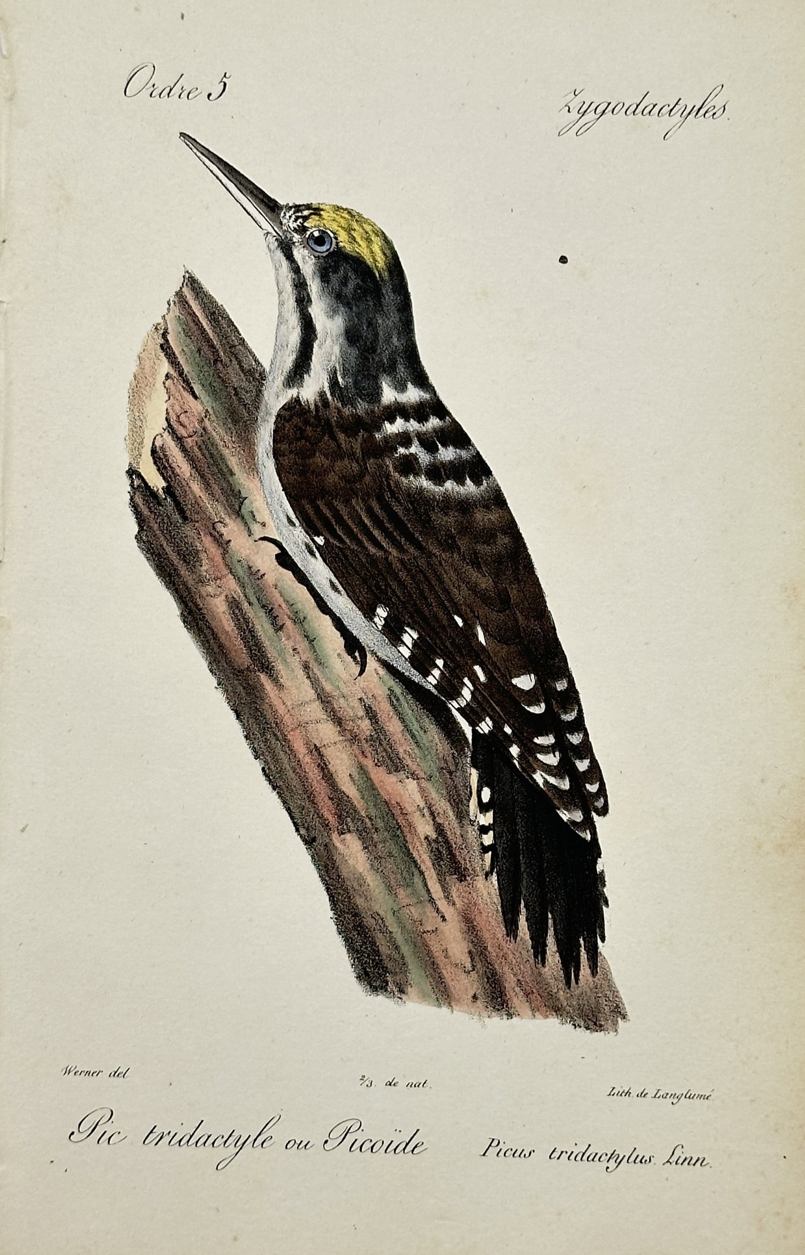 Jean-Charles Werner – Eurasian Three-Toed Woodpecker – Lithograph (19th Century) (1 of 2)