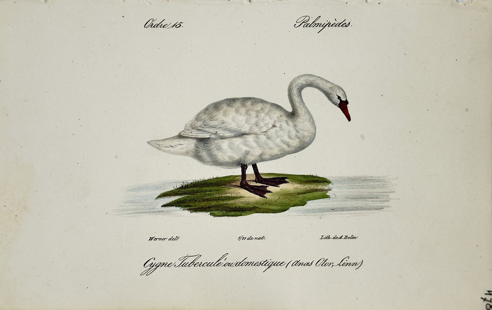 Jean-Charles Werner – Mute Swan – Lithograph (19th Century): "Mute Swan" presents an ornithological study illustrating a white mute swan with a red bill standing on a small grassy mound at the water's edge in profile view. The print serves an educational purpos