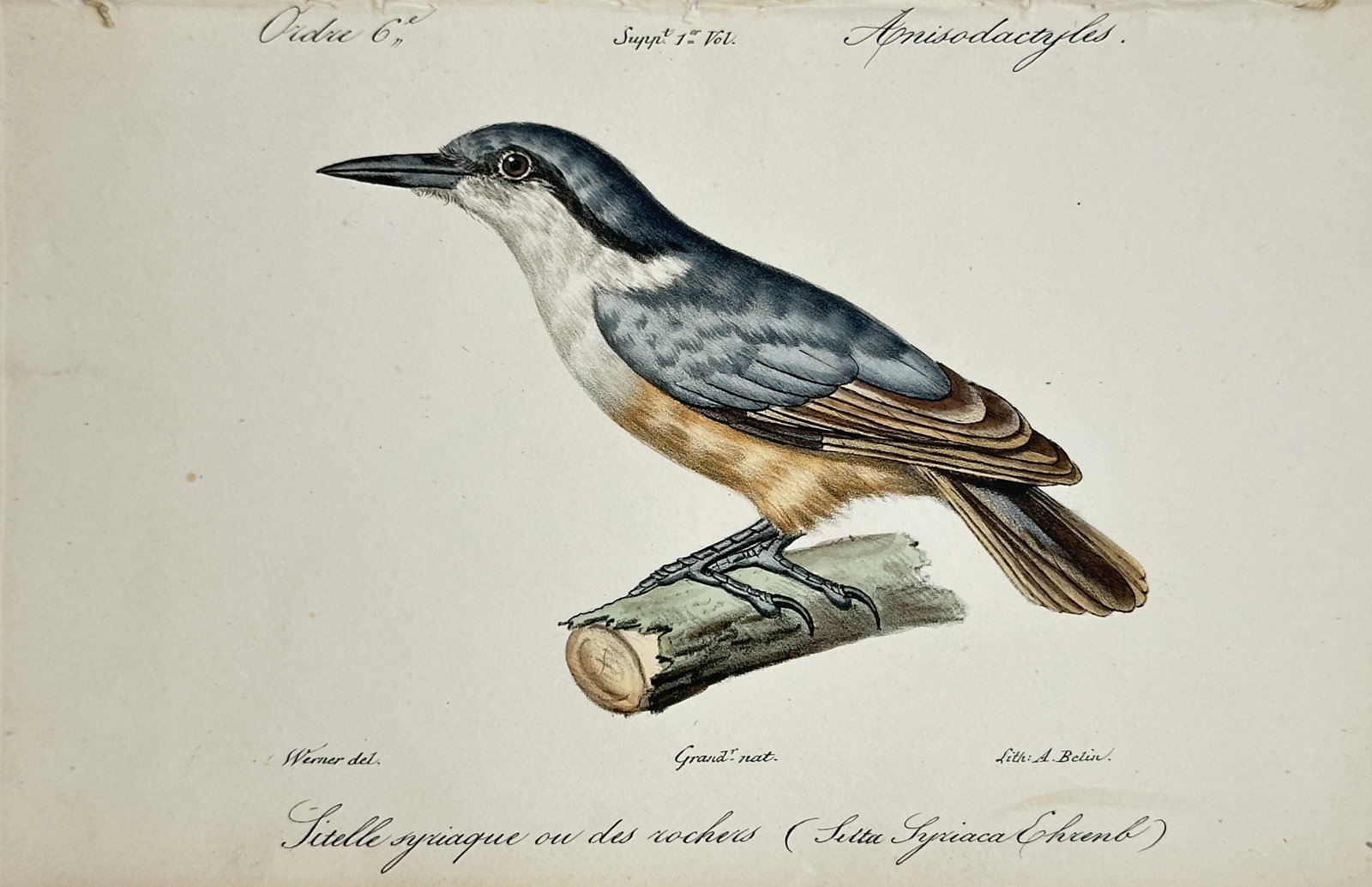 Jean-Charles Werner – Western Rock Nuthatch – Lithograph (19th Century): "Western Rock Nuthatch" presents an ornithological study illustrating a rock nuthatch with blue-grey plumage and buff underparts perched on a small wooden branch in profile view. The print serves an e