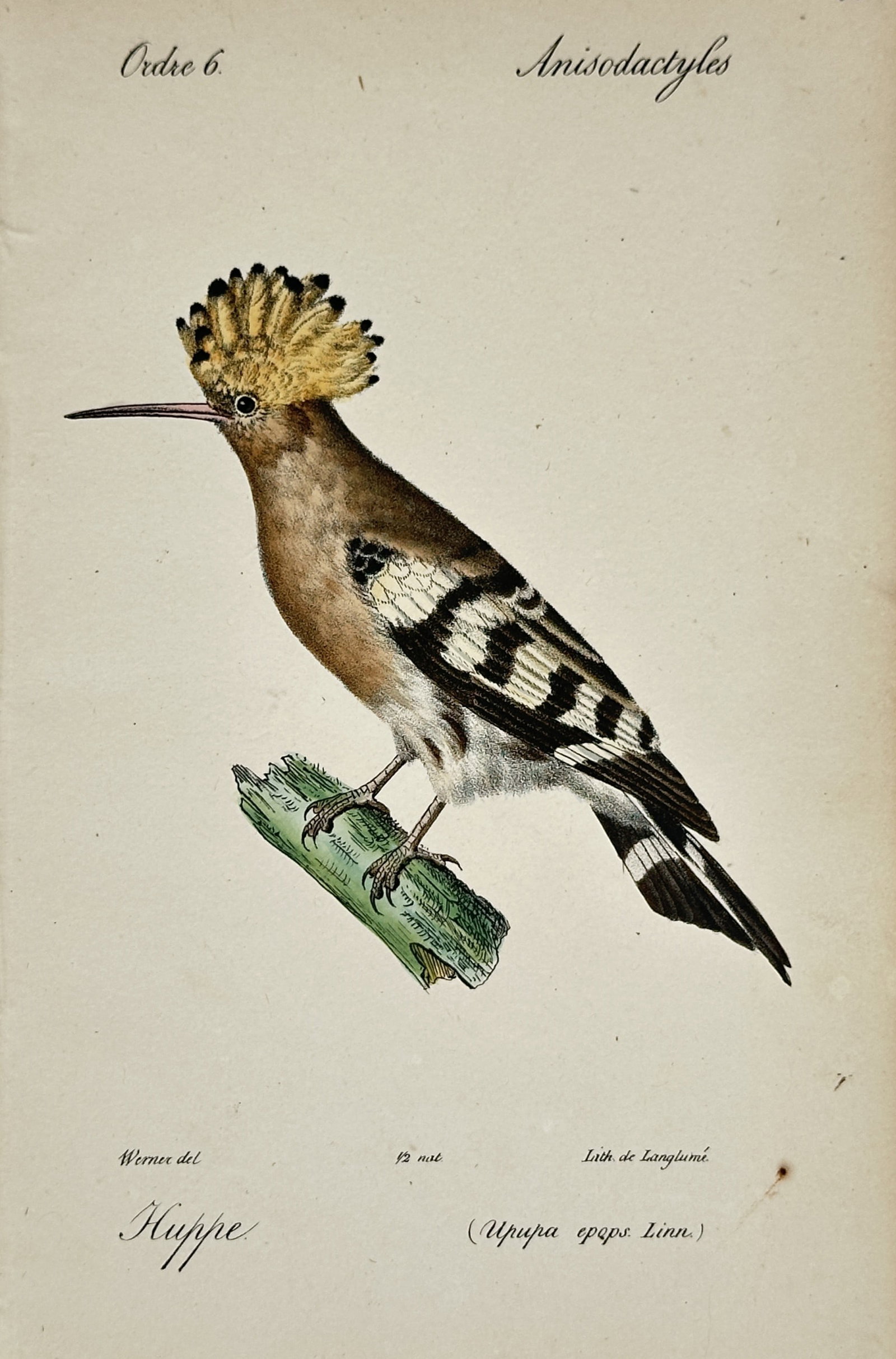 Jean-Charles Werner – Eurasian Hoopoe – Lithograph (19th Century): "Eurasian Hoopoe" presents an ornithological study illustrating a hoopoe with its distinctive crested crown and black-and-white barred wings perched on a green branch in profile view. The print serves