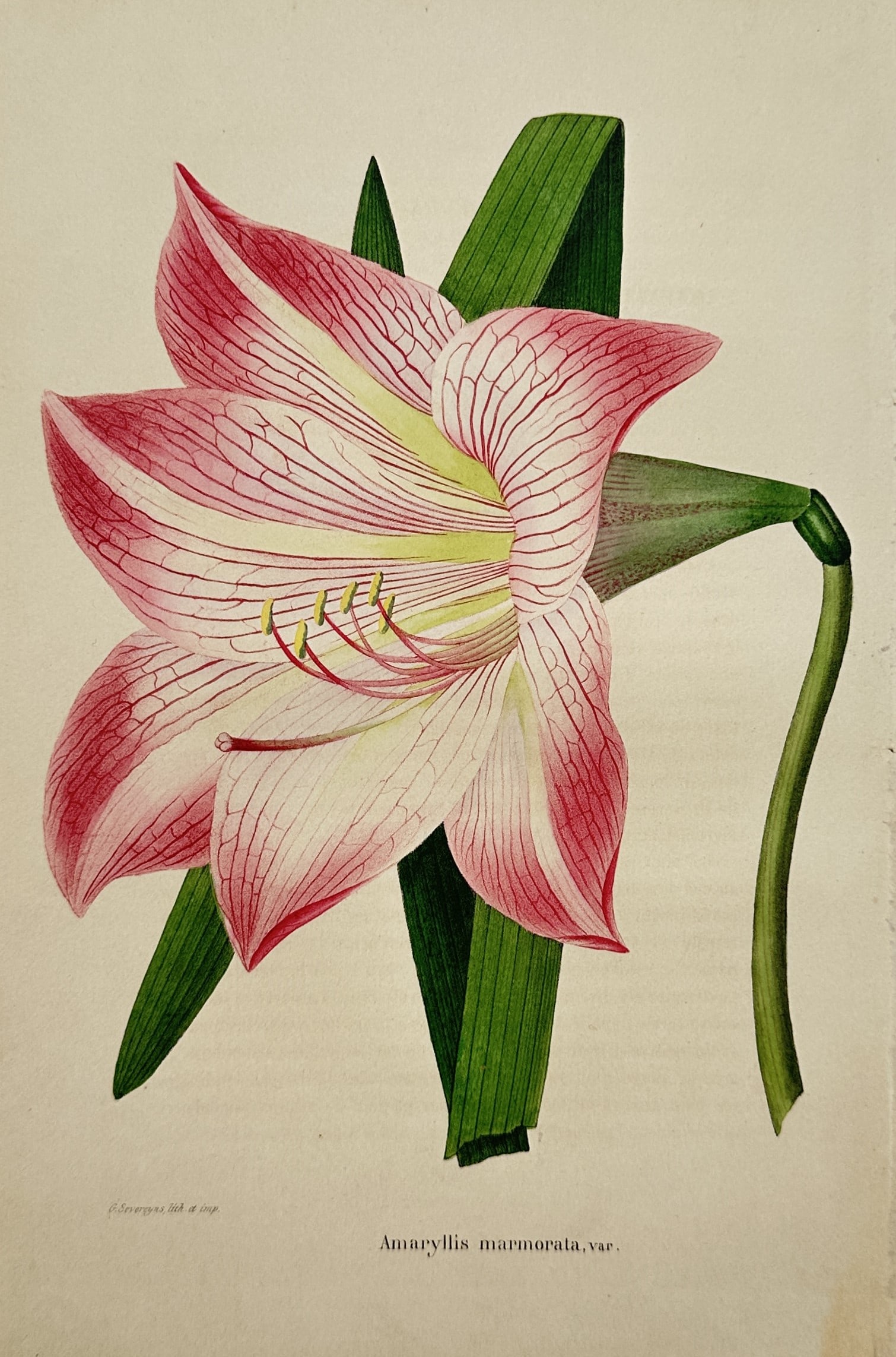 Guillaume Severeyns – Amaryllis Marmorata Var. – Chromolithograph (19th Century): "Amaryllis Marmorata Var." presents a botanical study illustrating a large amaryllis bloom with delicate pink and white veined petals, prominent stamens, and broad green leaves against a pale backgrou