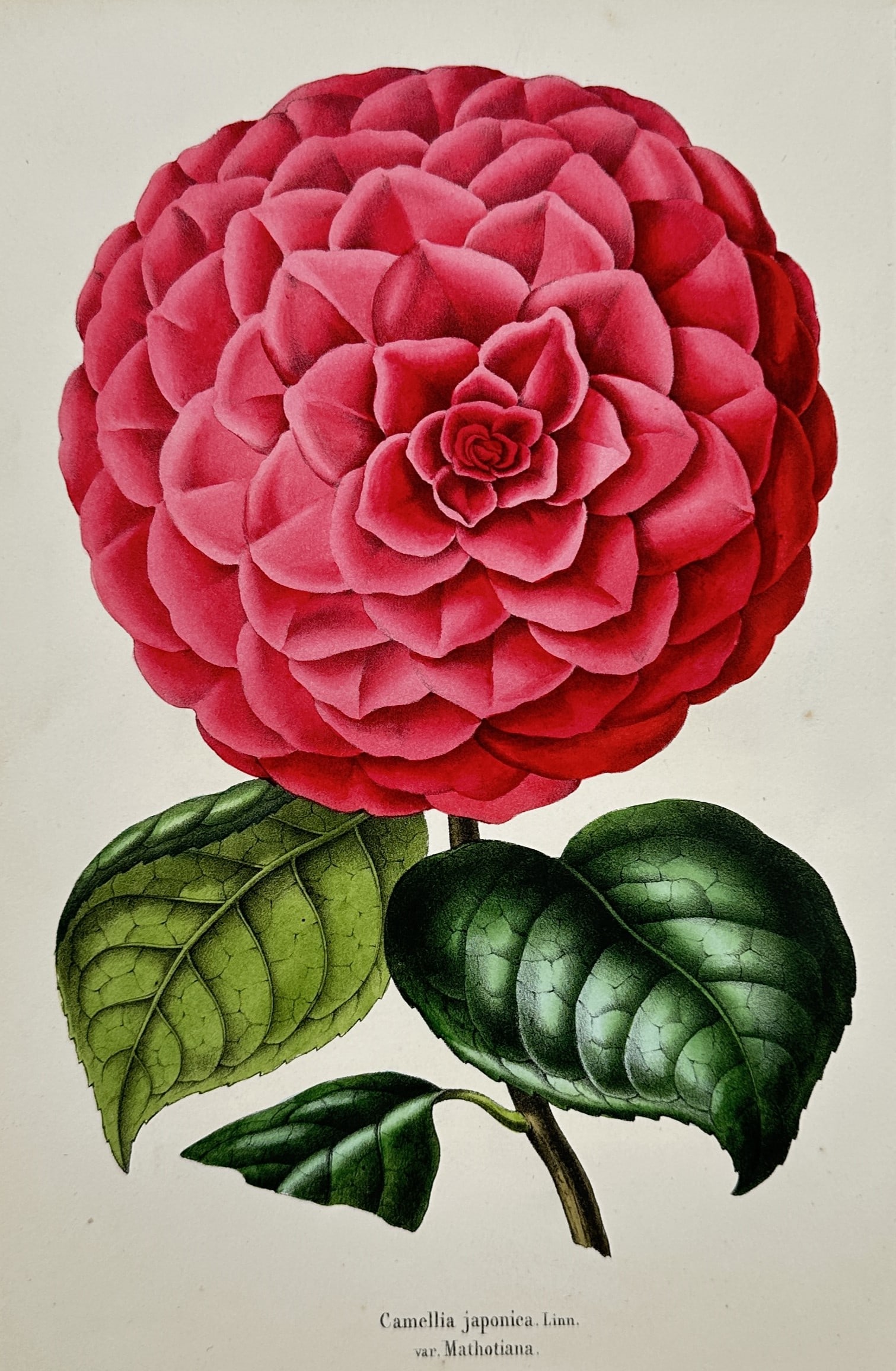 Guillaume Severeyns – Japanese Camellia Variety Mathotiana – Lithograph (19th Century): "Japanese Camellia Variety Mathotiana" presents a botanical study illustrating a vibrant crimson camellia flower in full bloom with layered petals and rich green leaves set against a plain background.