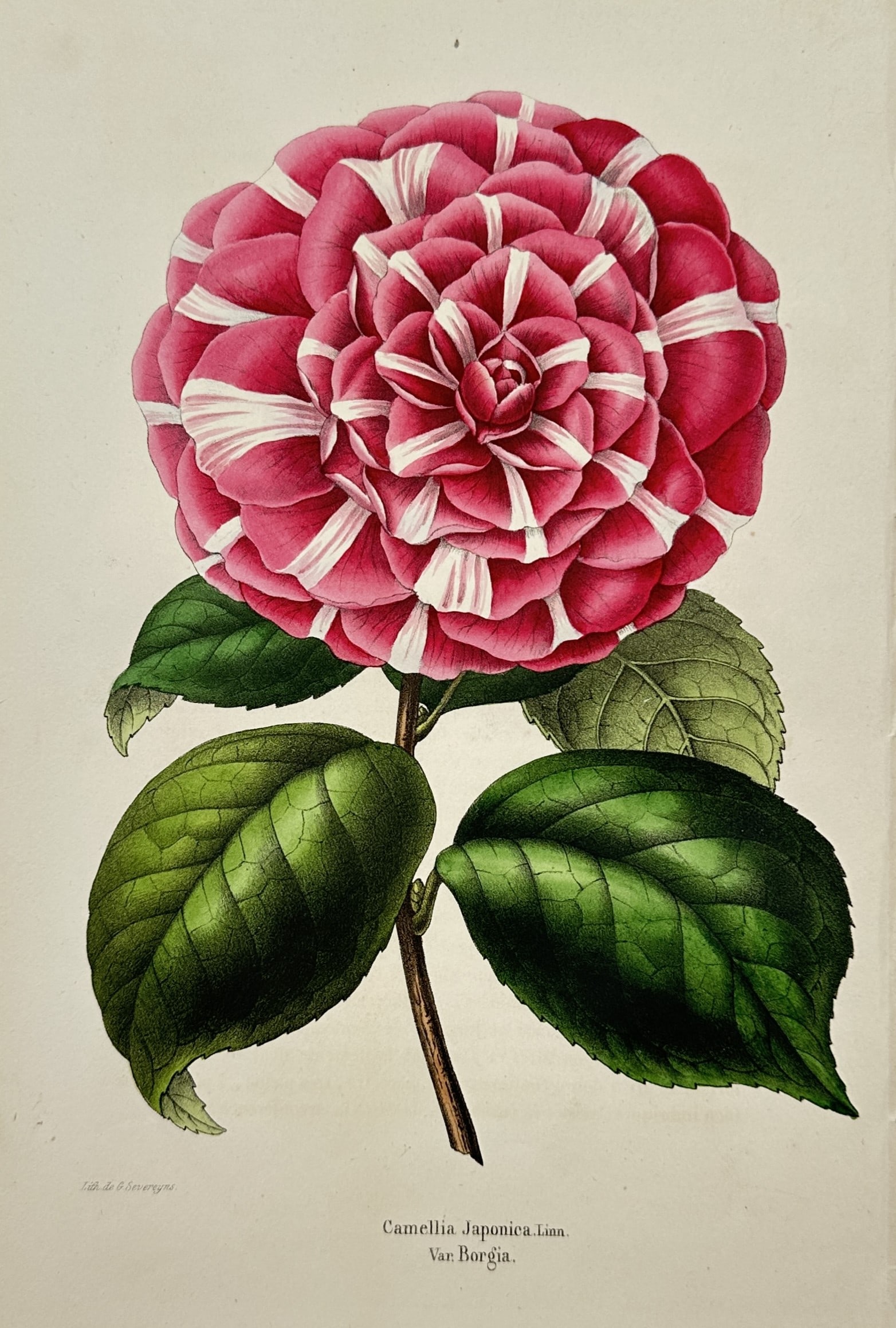 Guillaume Severeyns – Japanese Camellia Variety Borgia – Lithograph (19th Century): "Japanese Camellia Variety Borgia" presents a botanical study illustrating a double camellia flower with pink and white striped petals and glossy green leaves set against a plain background. The print