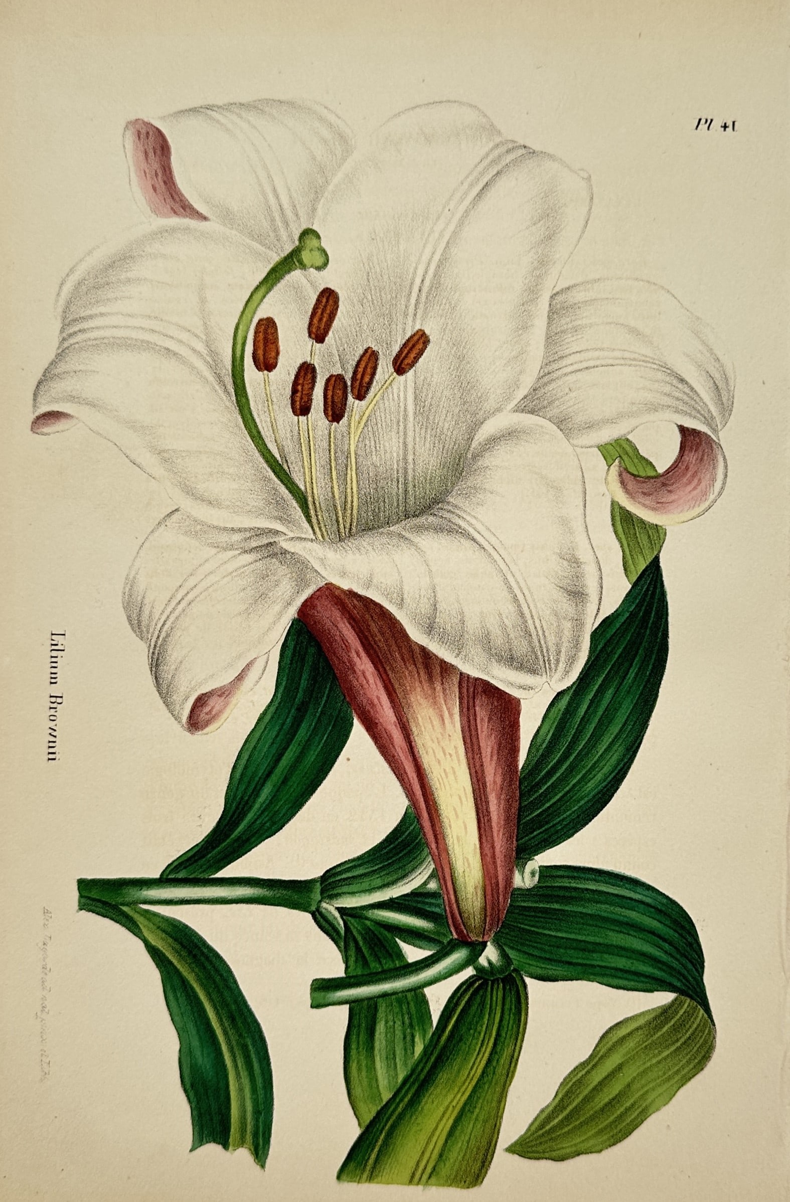 Guillaume Severeyns – Lilium Brownii – Lithograph (19th Century): "Lilium Brownii" presents a botanical study illustrating a large white trumpet lily with reddish-pink outer petal shading, brown anthers, and leafy green stems set against a plain background. The prin