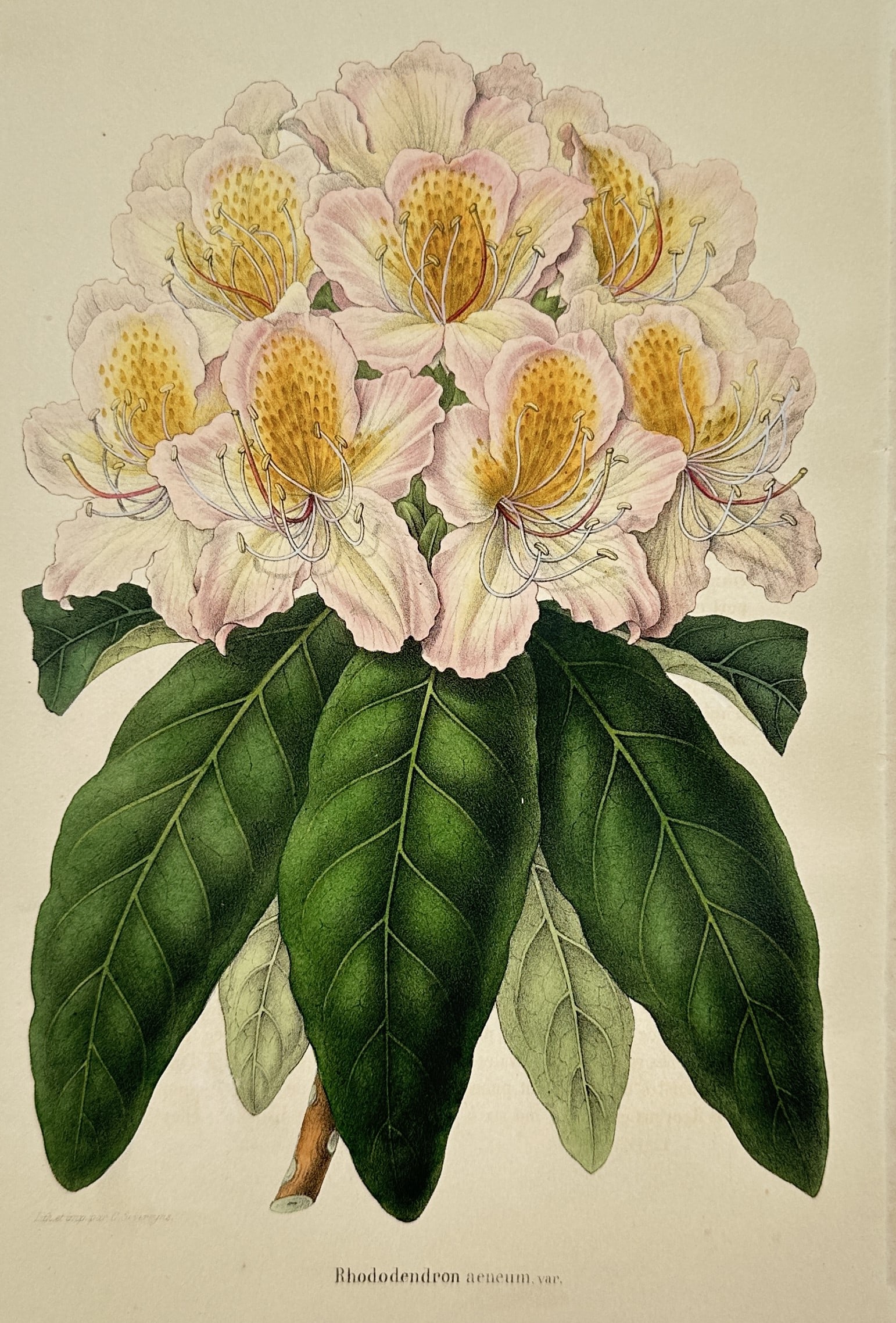 Guillaume Severeyns – Rhododendron Aeneum Var. – Lithograph (19th Century): "Rhododendron Aeneum Var." presents a botanical study illustrating a cluster of pale pink and yellow rhododendron blossoms supported by broad green leaves set against a plain background. The print ser
