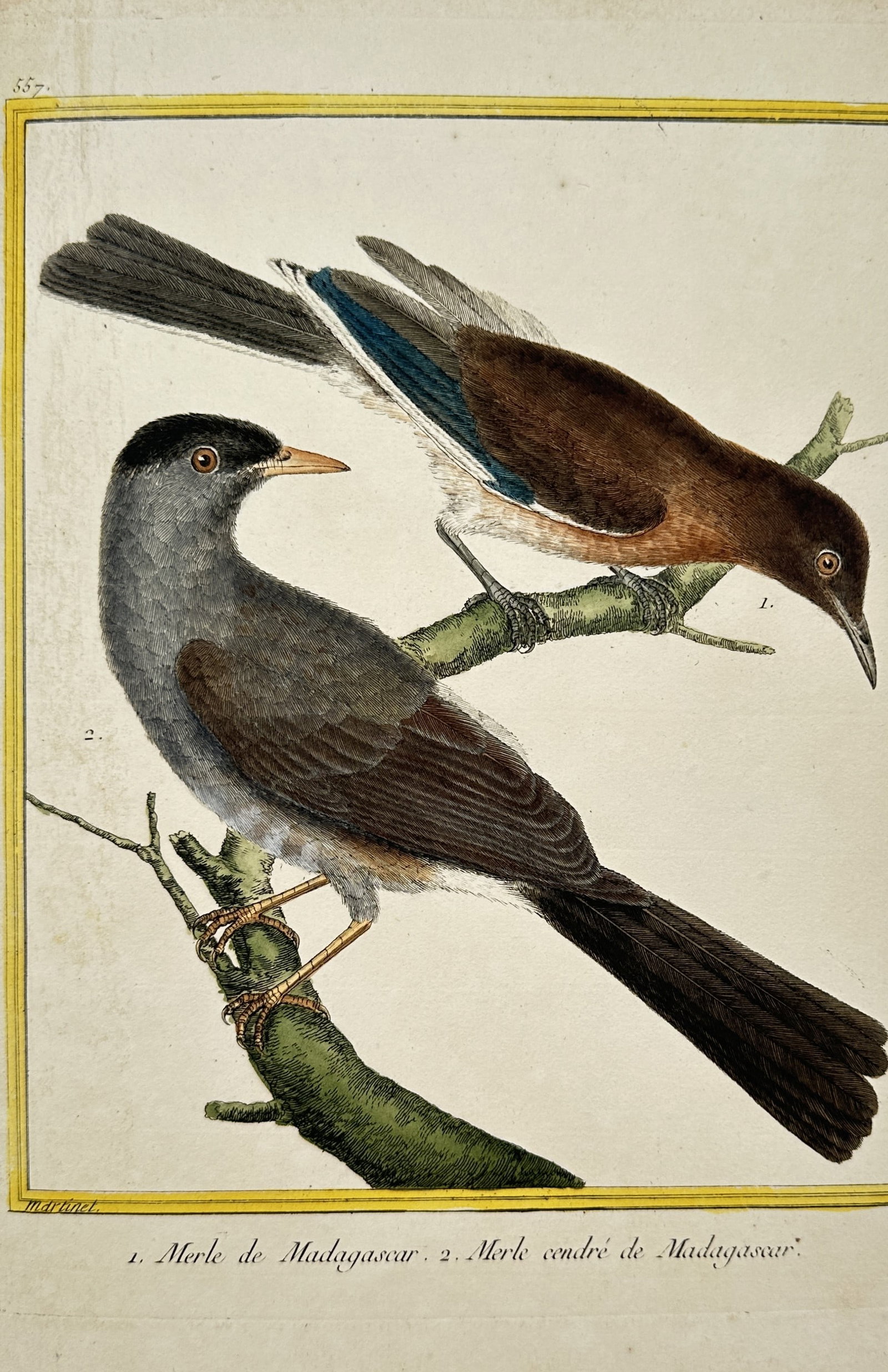 François-Nicolas Martinet – Madagascar Blackbird and Ashy Blackbird of Madagascar – Engraving: "Madagascar Blackbird and Ashy Blackbird of Madagascar" presents an ornithological study illustrating two perching birds with distinct plumage on tree branches enclosed within a yellow border line. Th