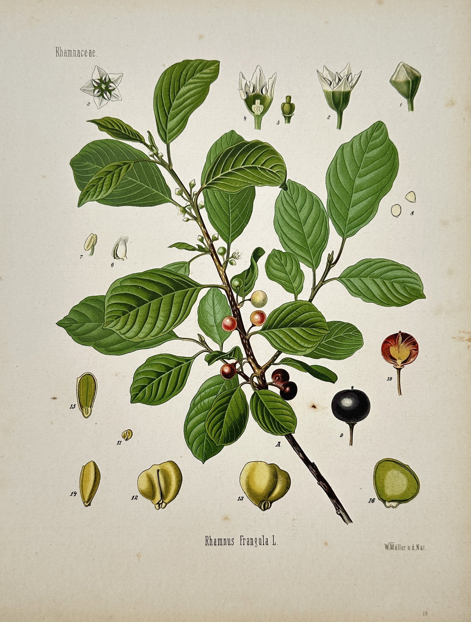 Hermann Adolph Köhler – Alder Buckthorn – Chromolithograph (circa 1887) (1 of 2)