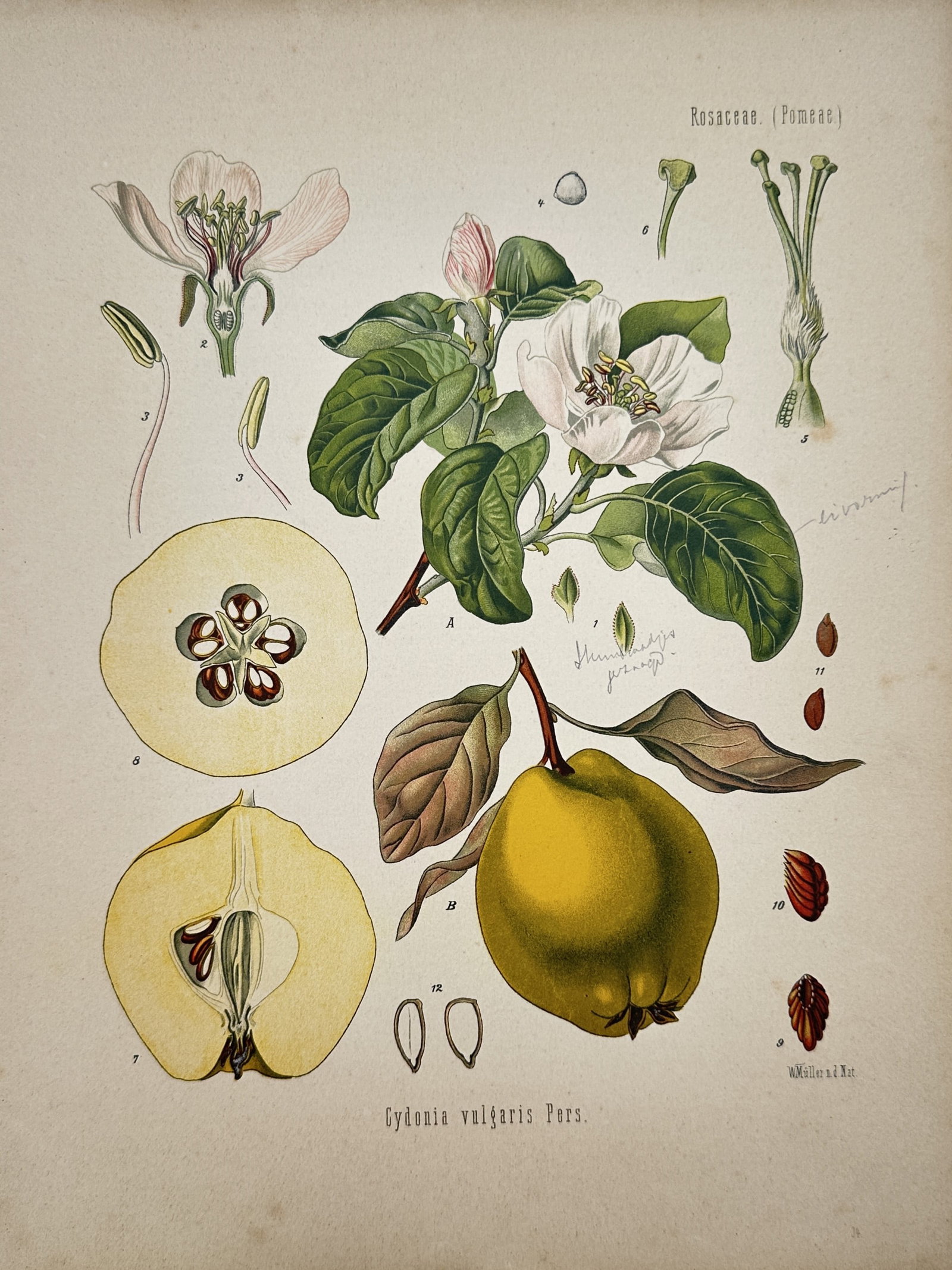 Hermann Adolph Köhler – Quince – Chromolithograph (circa 1887): "Quince" presents a botanical study illustrating flowering and fruiting branches of the quince tree alongside cross-sections of the fruit, seeds, and anatomical flower dissections. The print serves an