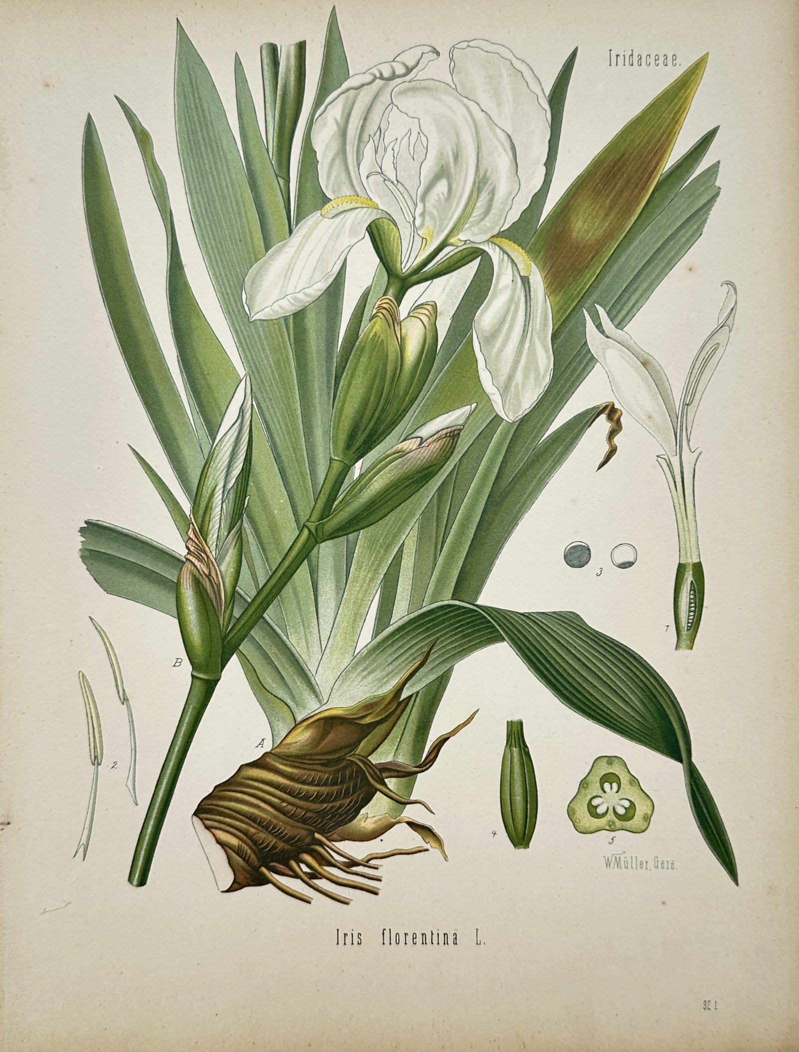 Hermann Adolph Köhler – Florentine Iris – Chromolithograph (circa 1887) (1 of 2)