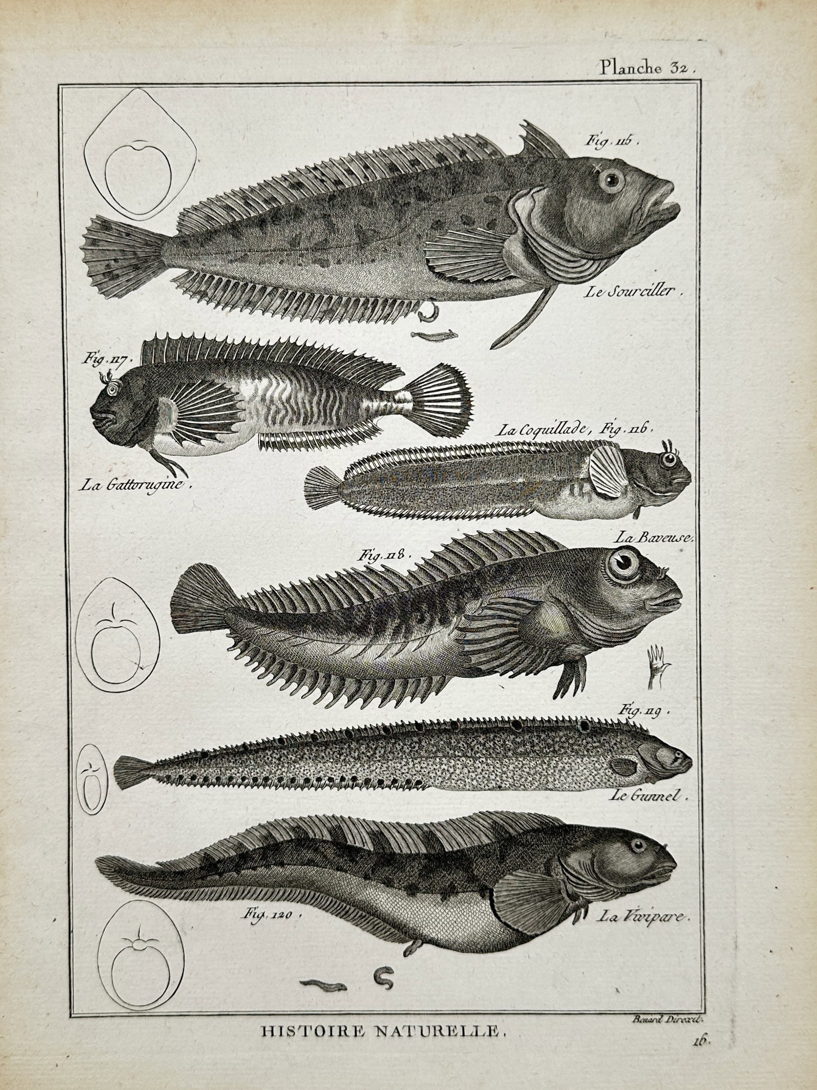 Robert Bénard – Various Fish Species – Engraving (18th Century): "Various Fish Species" presents an ichthyological study illustrating several marine fish species, including blennies, gunnels, and eelpouts, alongside egg diagrams and structural details. The print se