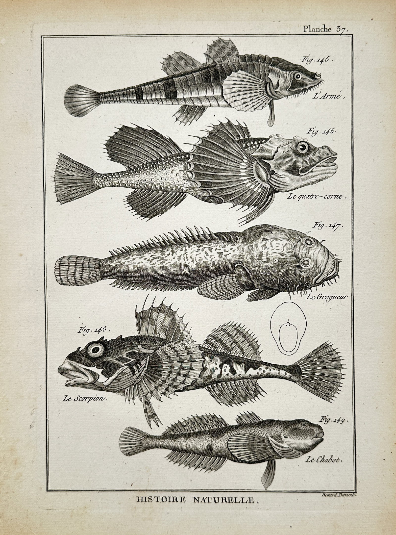Robert Bénard – Armed Bullhead and Sea Scorpions – Engraving (18th Century): "Armed Bullhead and Sea Scorpions" presents an ichthyological study illustrating several species of marine fish, including armed bullheads, sculpins, and sea scorpions, set within a simple border line